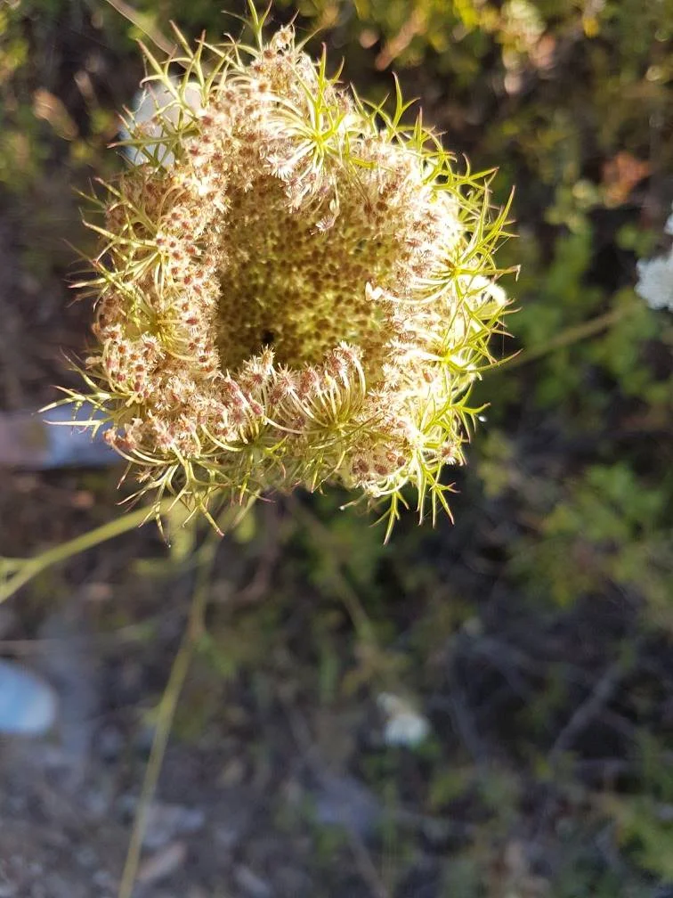 V cool plants in the UNESCO Stari Grad Plains, Croatia