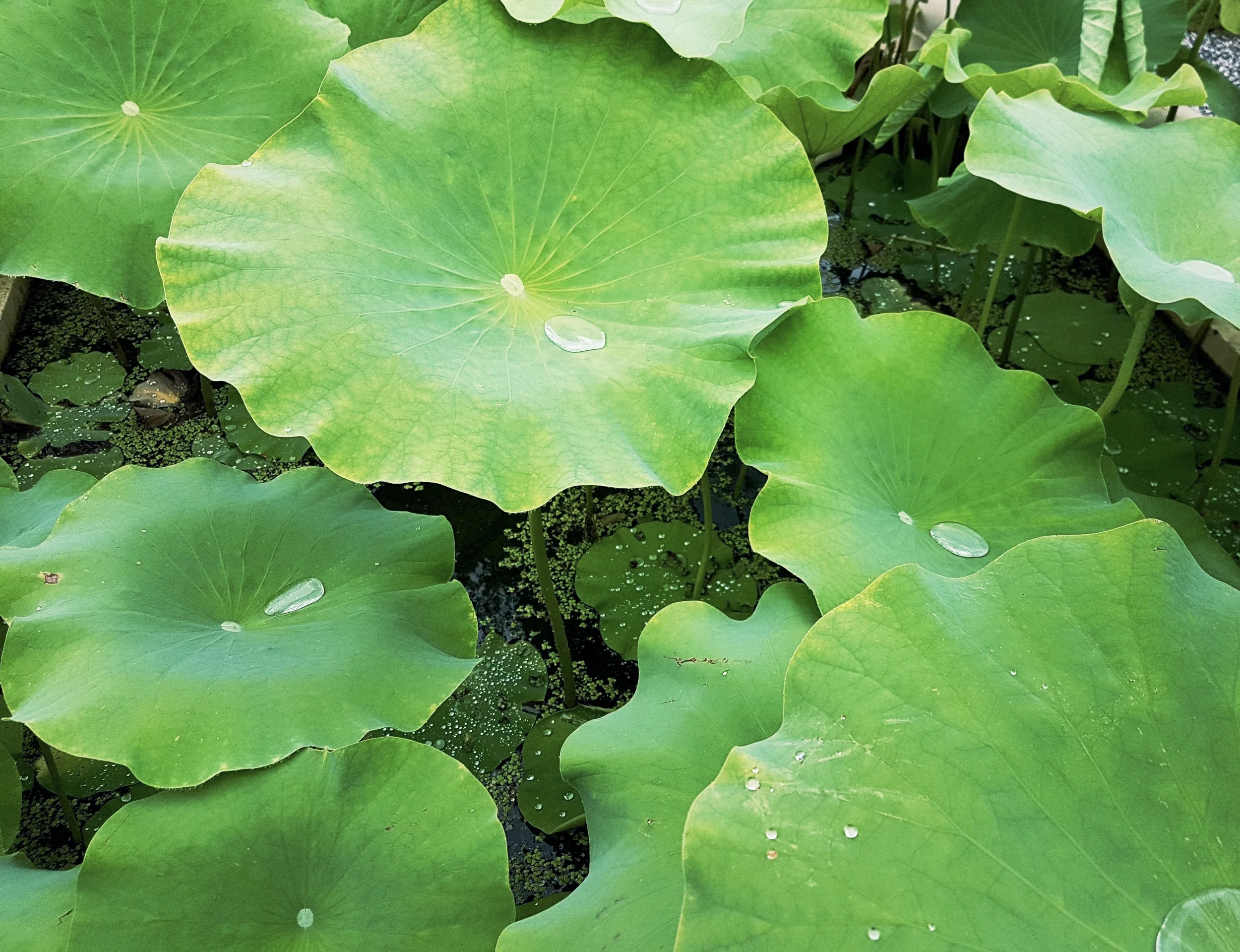 Lilypads after rain.