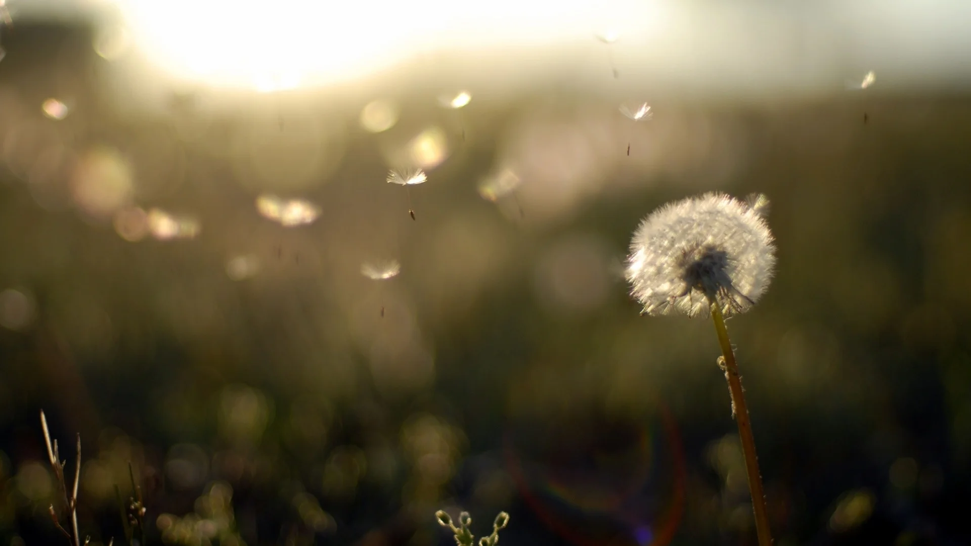 dandelion 1920.jpg