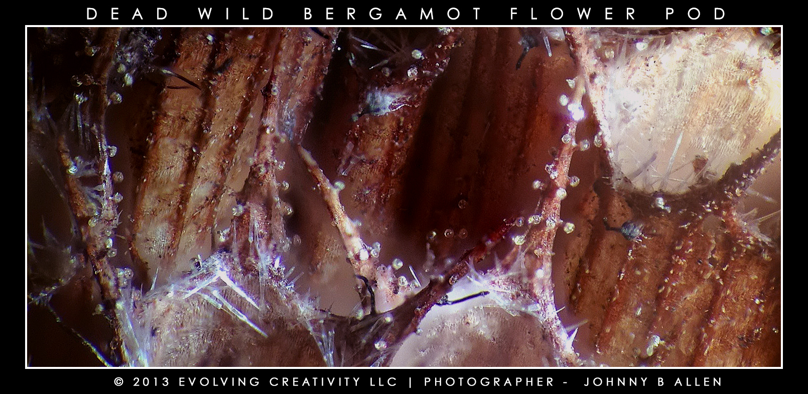 Example of Deep-Focus Micro Photography