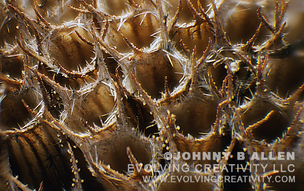 Subject: Dead Bergamot Flower Pod. | Technique: Reflected Light/Image Stacking