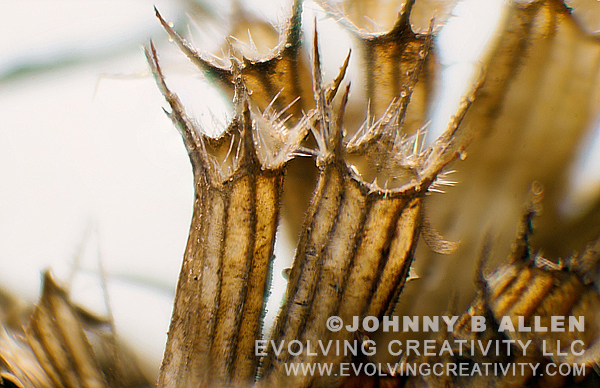 Subject: Dead Bergamot Flower Pod. | Technique:Reflected Light/Image Stacking