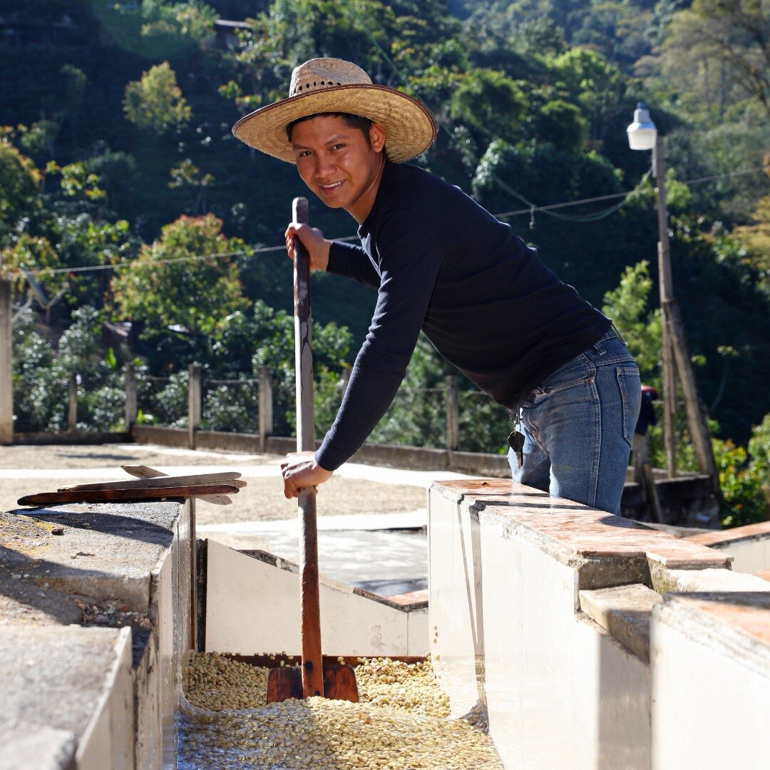 Coffee word of thCoffee word of th@glissade.coffeee day: Correteos

Raise your hand if you already knew it! 🙋🏽&zwj;♂️

Los Correteos are washing channels, used in the traditional washed process. After cherries are picked, sorted, de-pulped, and fer