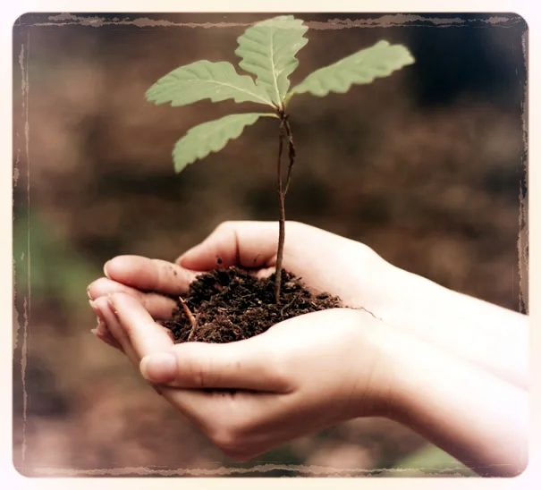 Seeds-of-Possibility-605x548.jpg