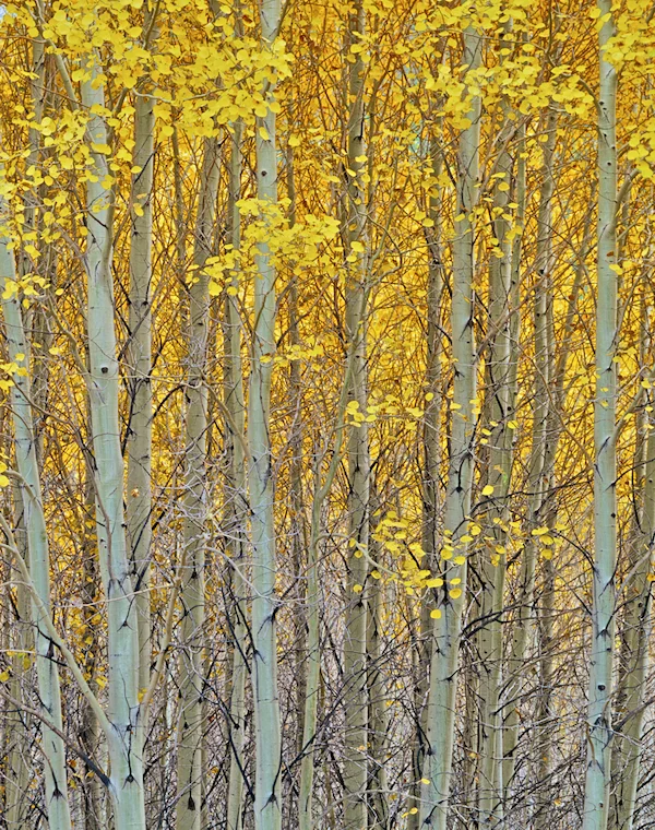 Aspen-Grove.jpg