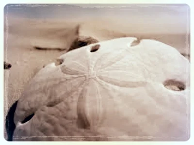 sanddollar.jpg