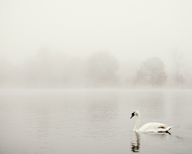 swan.jpg