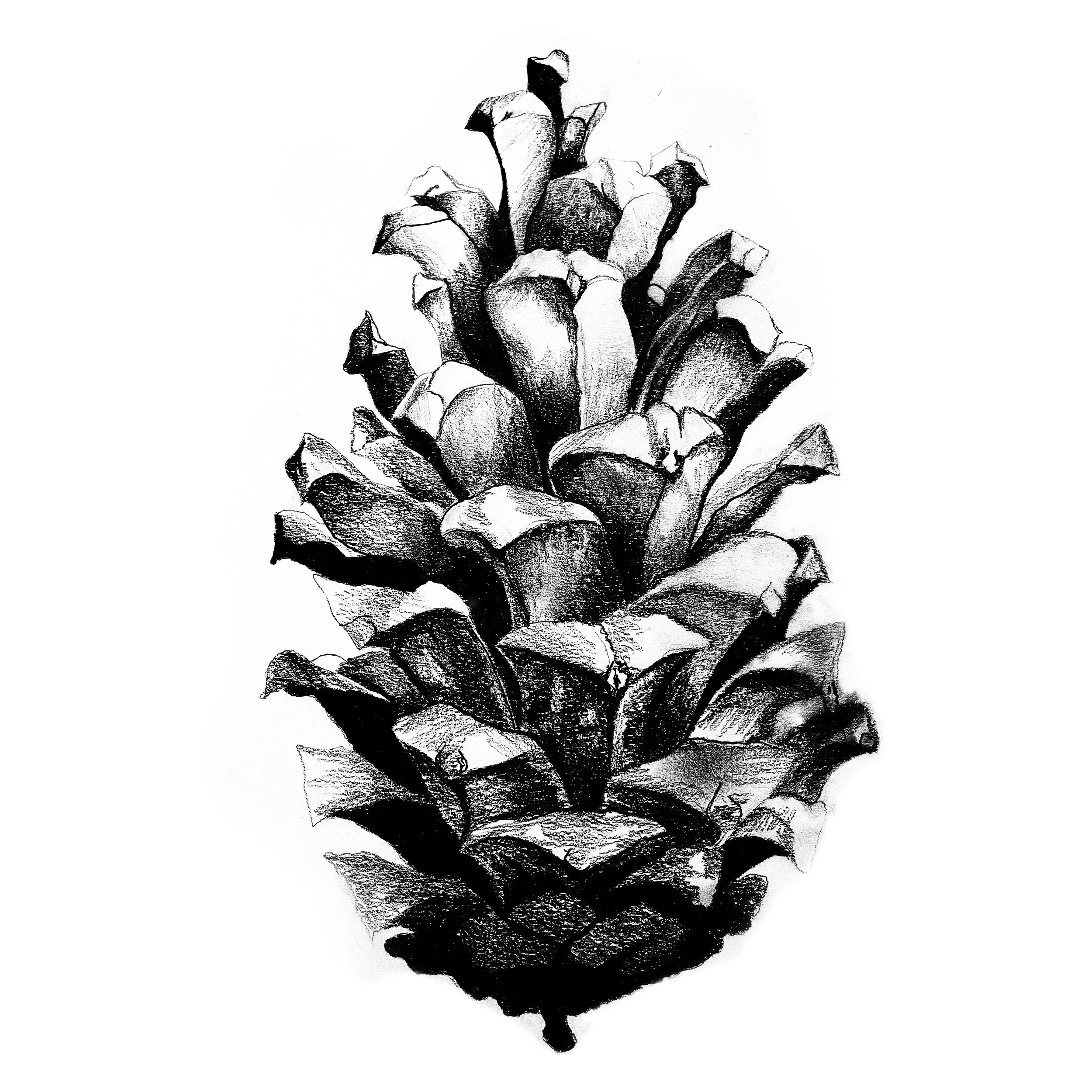 pinecone.JPG