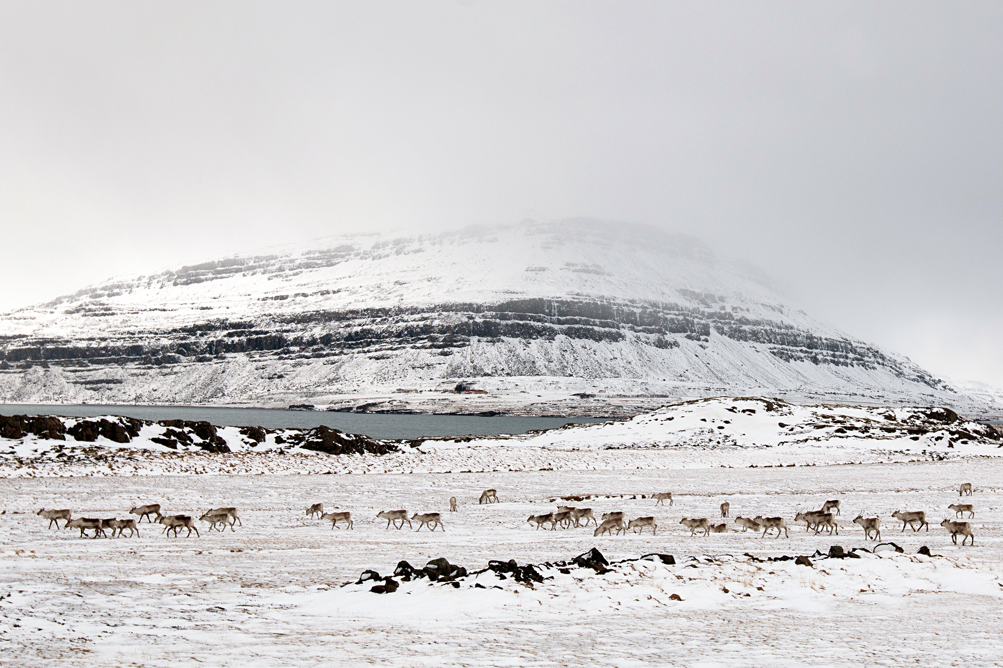 Icelandic Reindeer