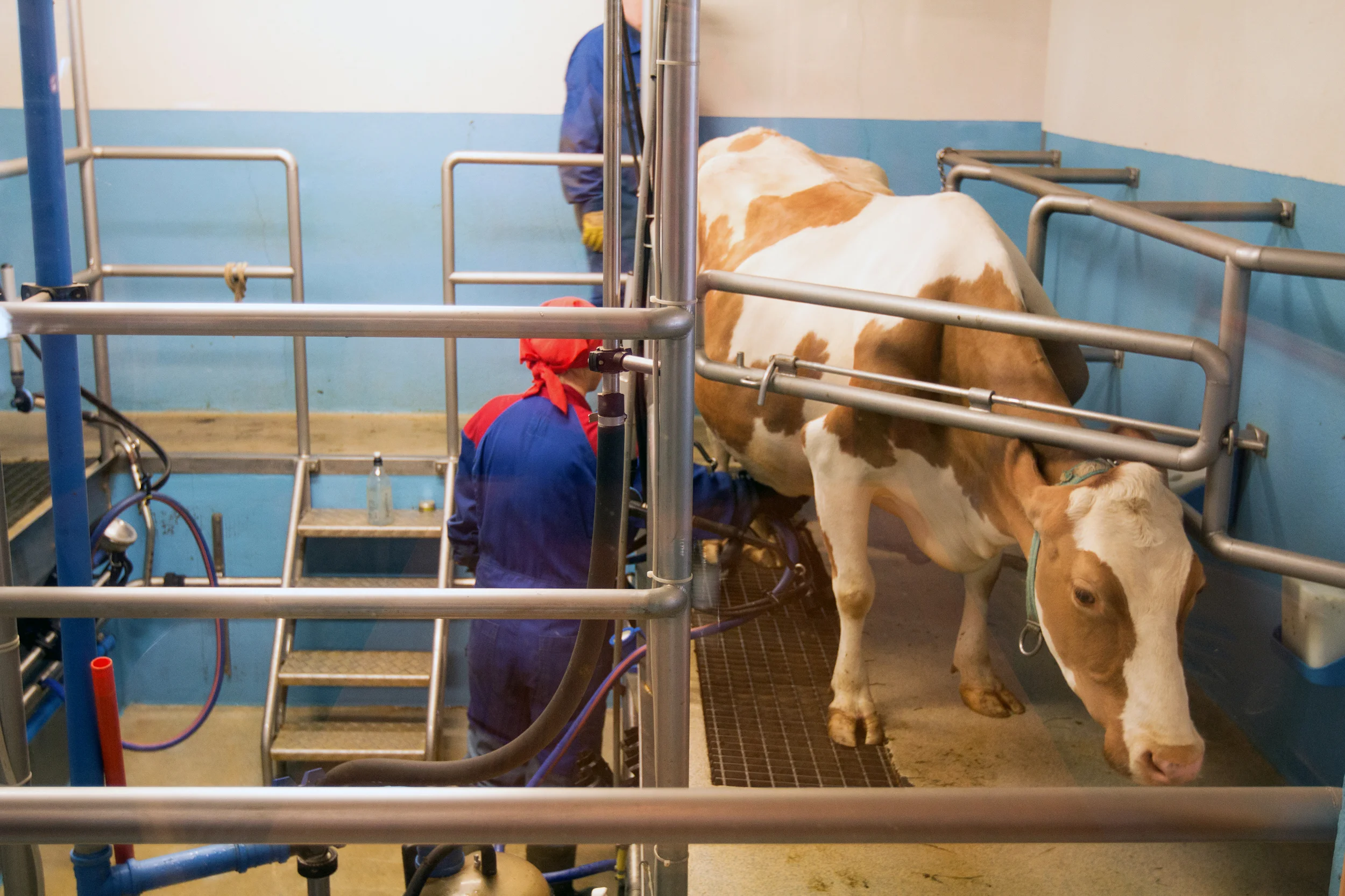 Milking time at Vogafjós Guesthouse