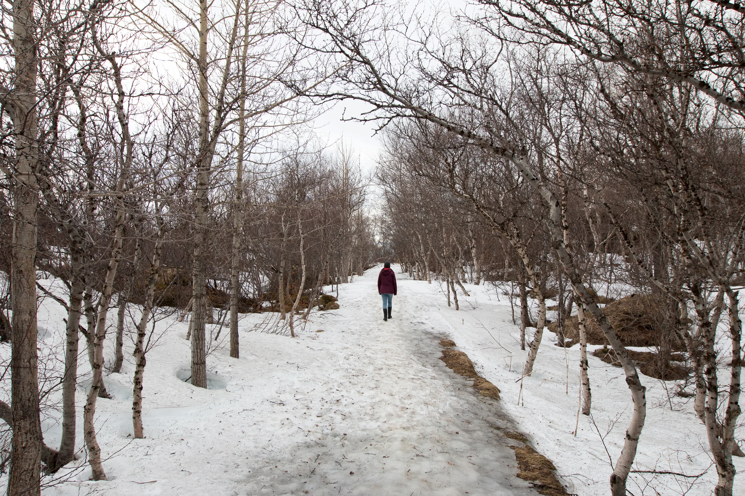Höfði birch forest