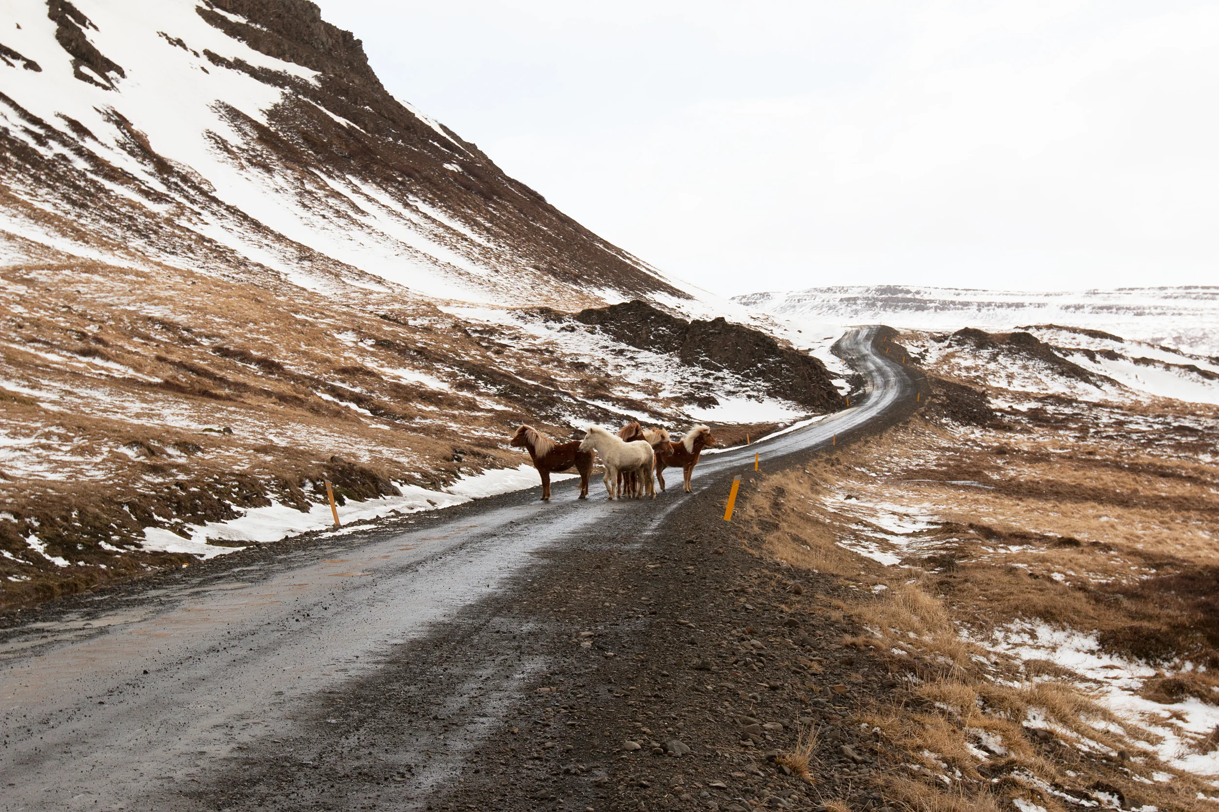 Traffic jam in the Westfjords