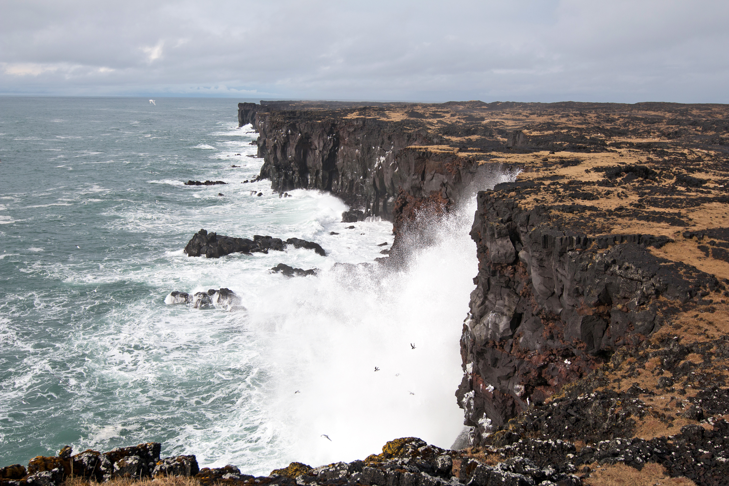 Svörtuloft bird cliffs at Öndverðarnes