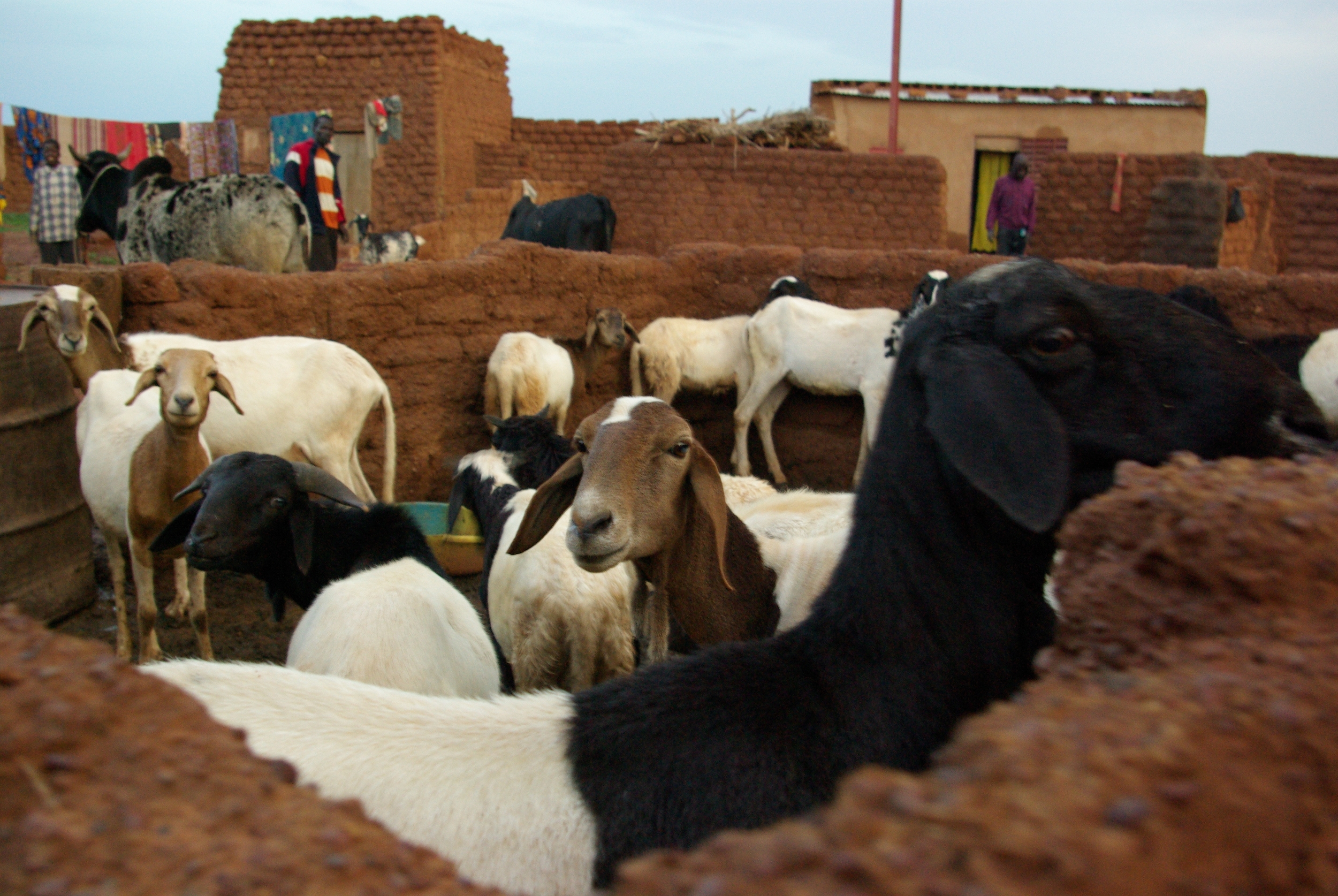 Bogoya sheep.JPG