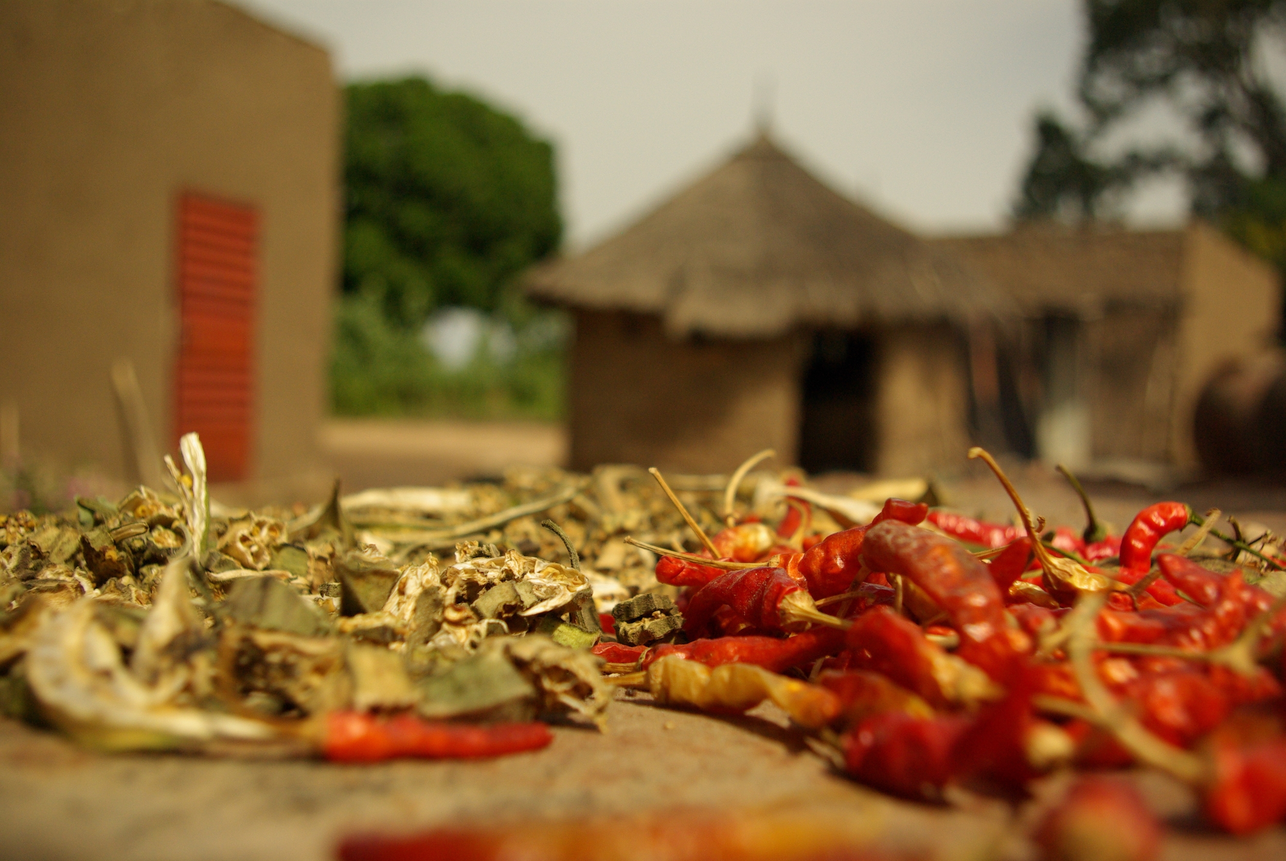 drying veggies 3.JPG