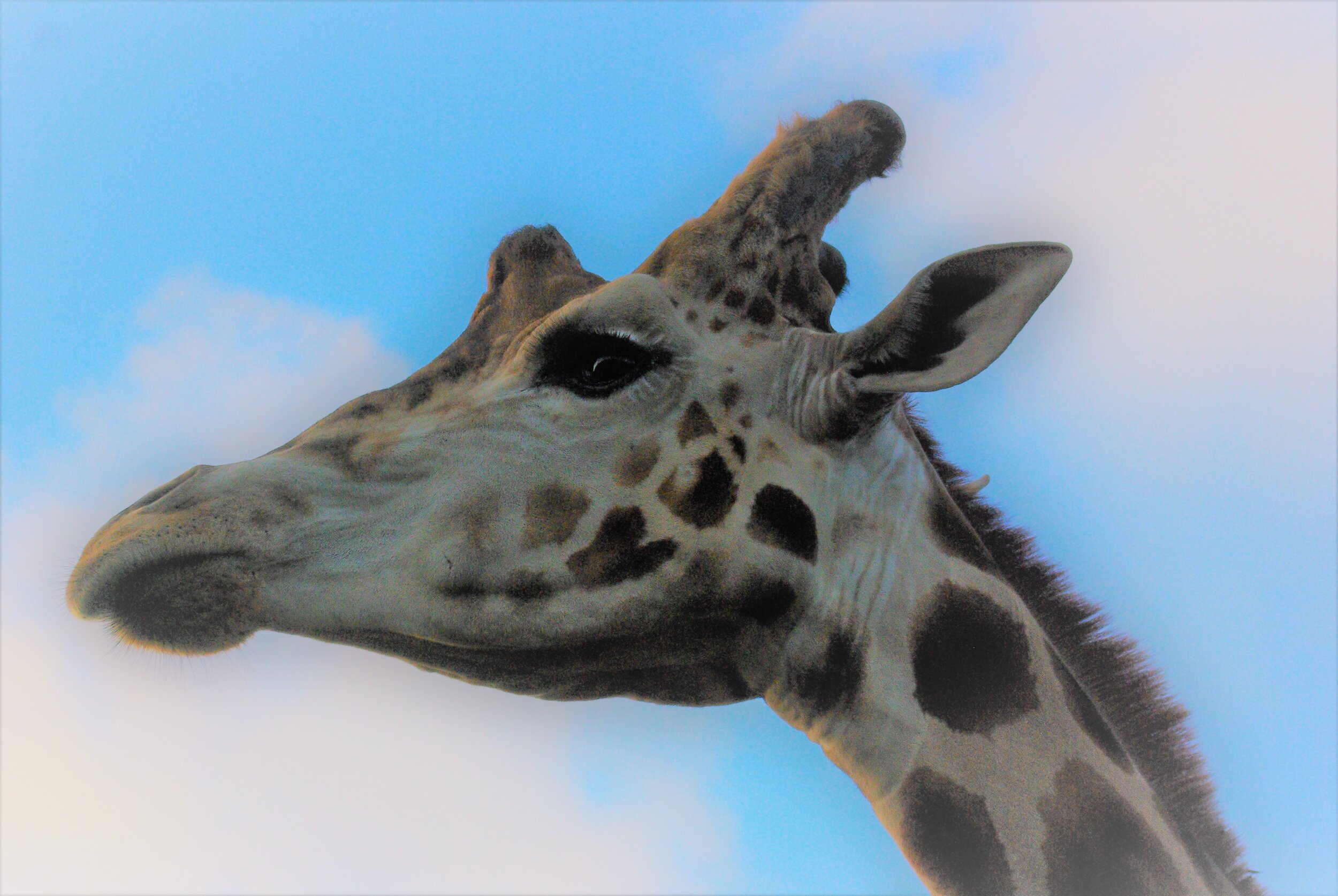 Giraffe daydream.JPG