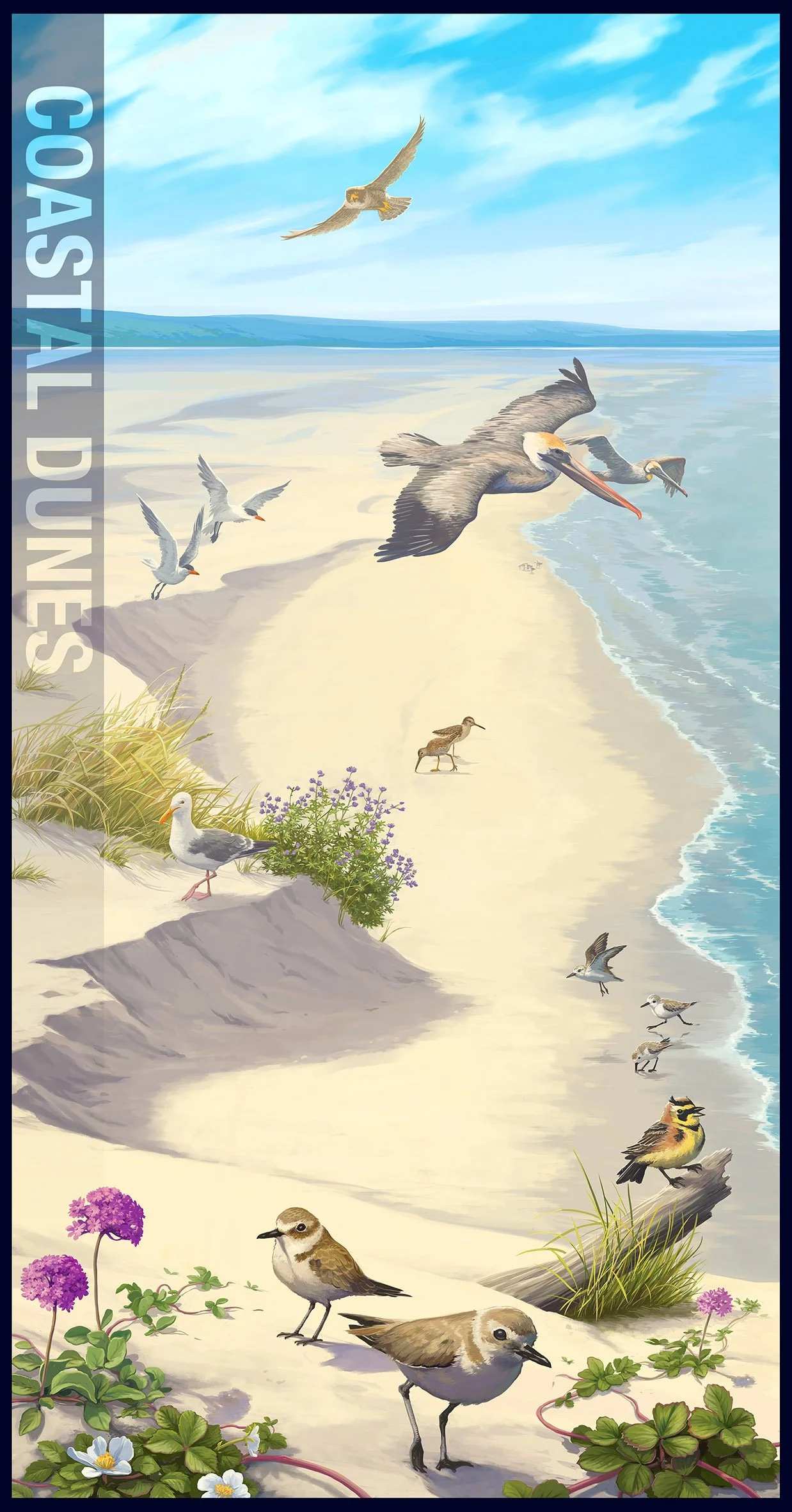 Coastal dunes.jpg