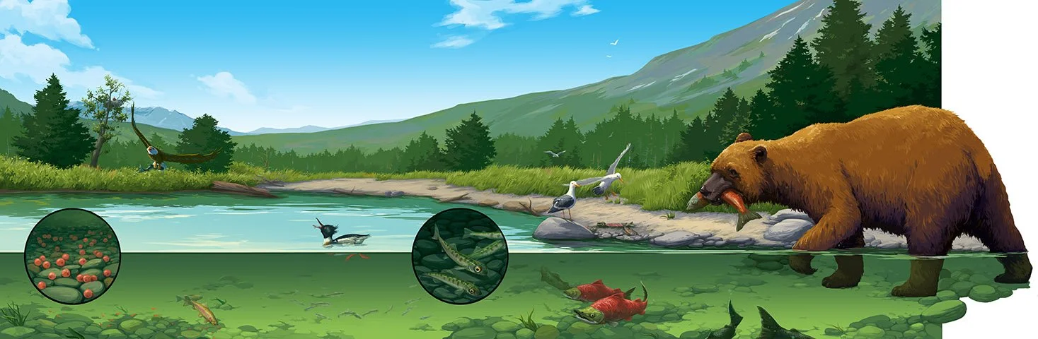 Salmon lifecycle.jpg