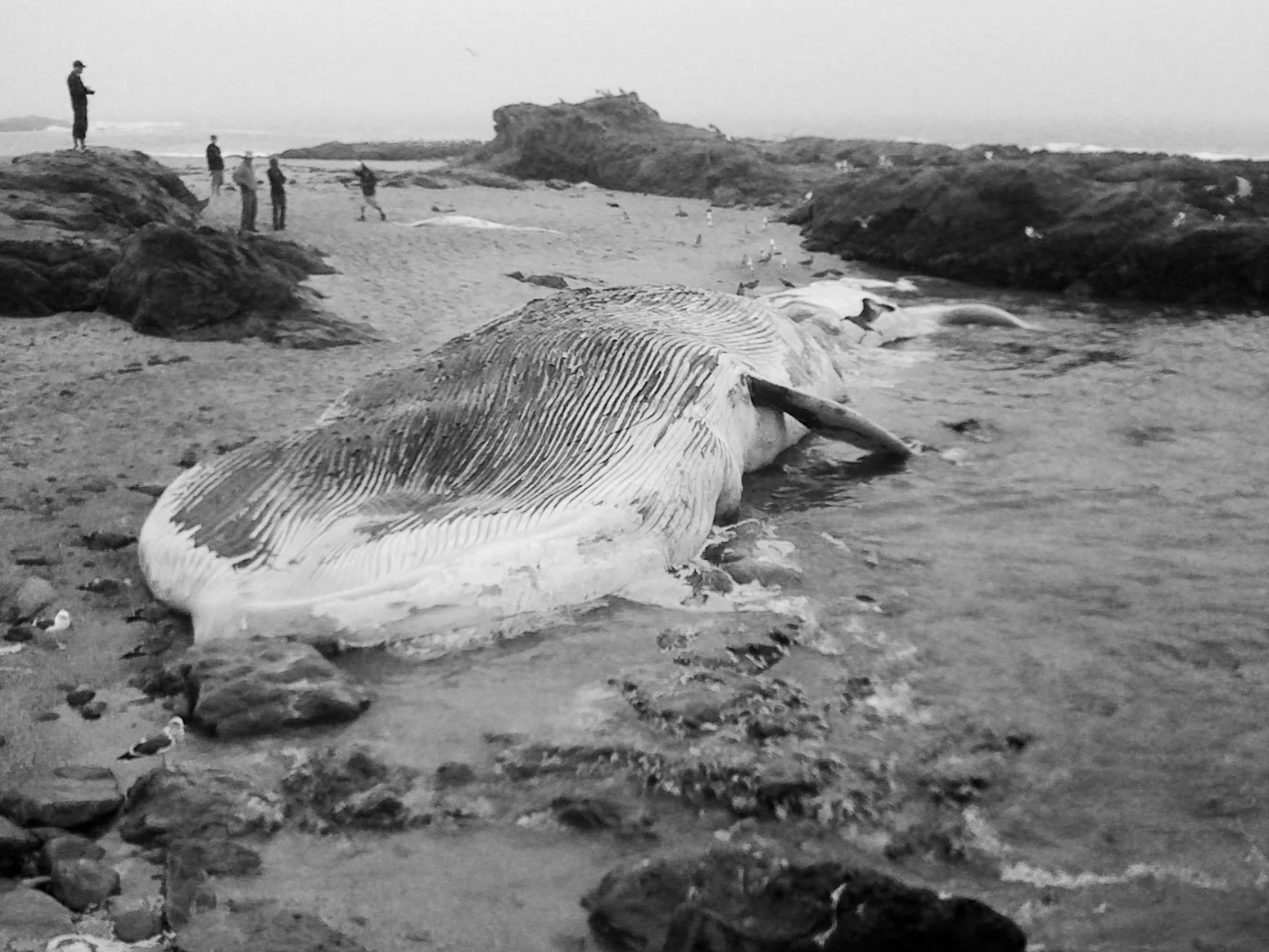 IMG_0212_BW.jpg