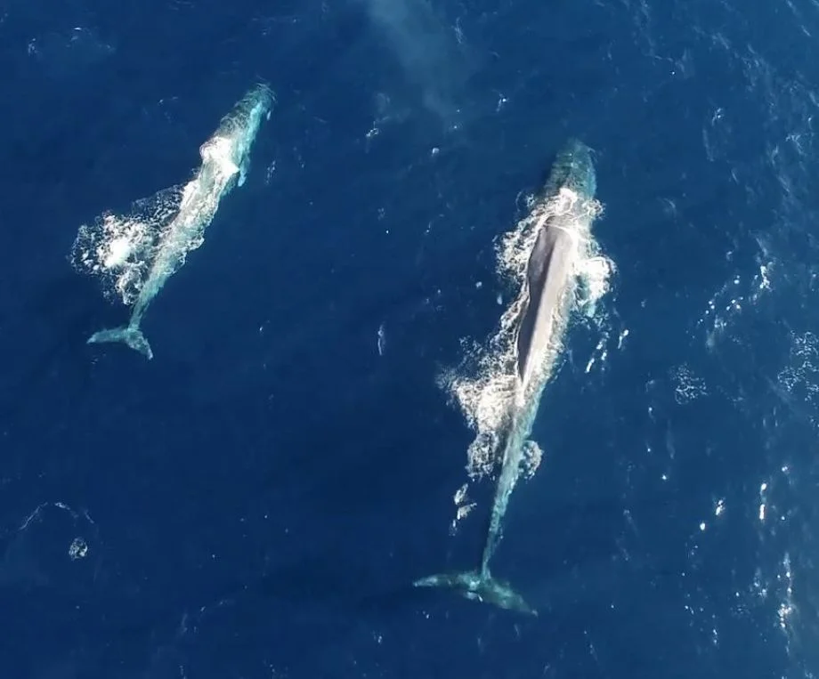 Chron: Rare aerial drone shows Blue whale mother, calf near ship named for 'Crocodile Hunter' Steve Irwin
