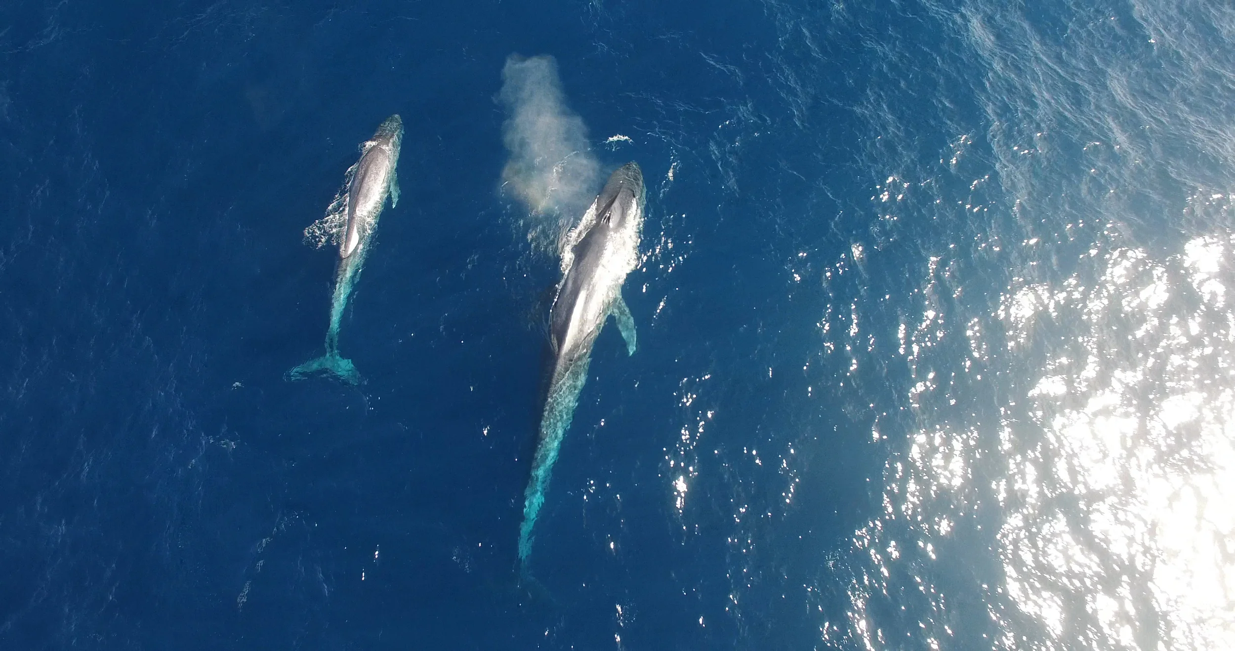 Discovery: Drone Spies Majestic Blue Whales in Antarctica