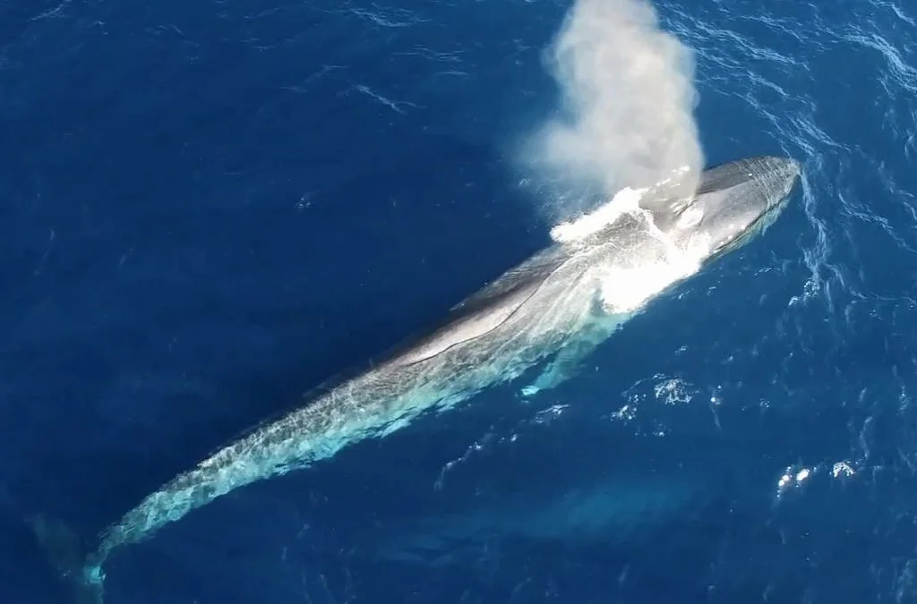 ABC Australia: Drone footage captures rare sight of endangered blue whale mother and calf