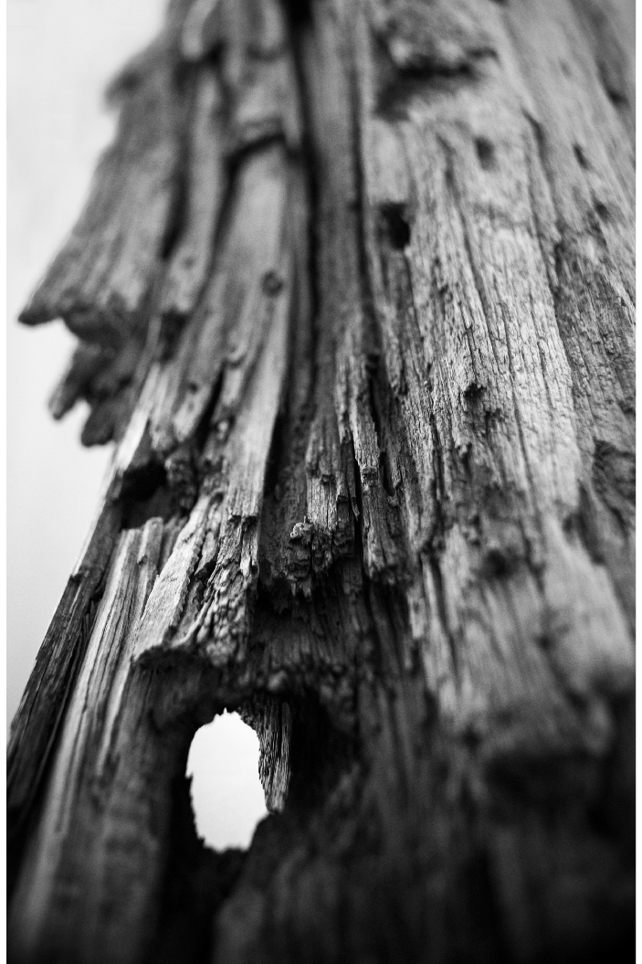 tree.jpg