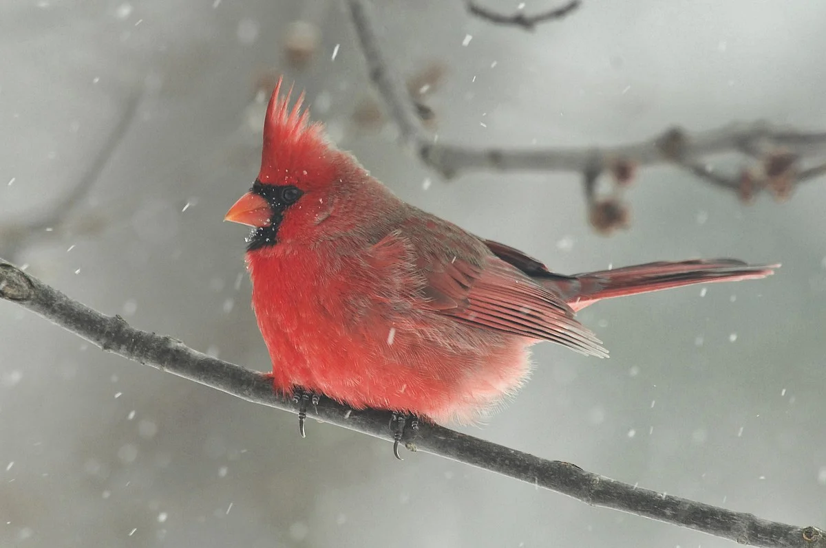 Cardinal bird sitting on branch in snow