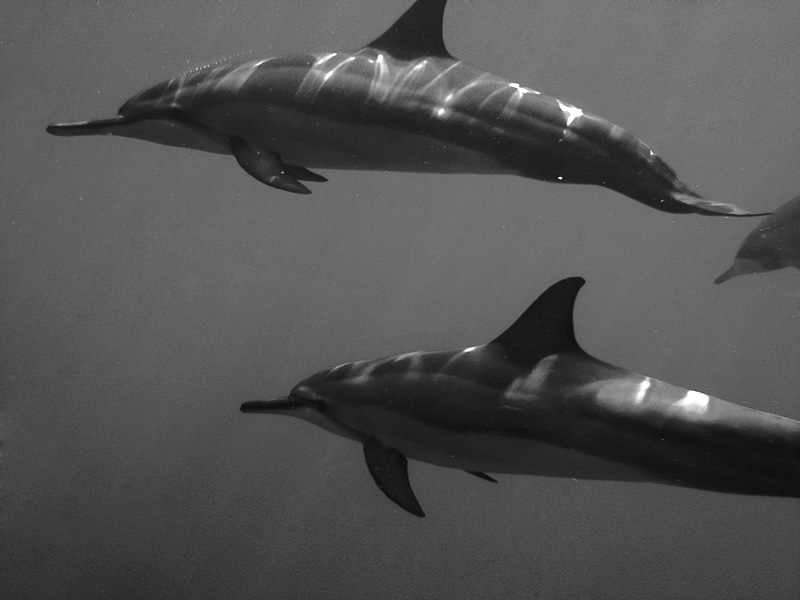 Our boat is often accompanied by pods of Spinner dolphins, what a treat!