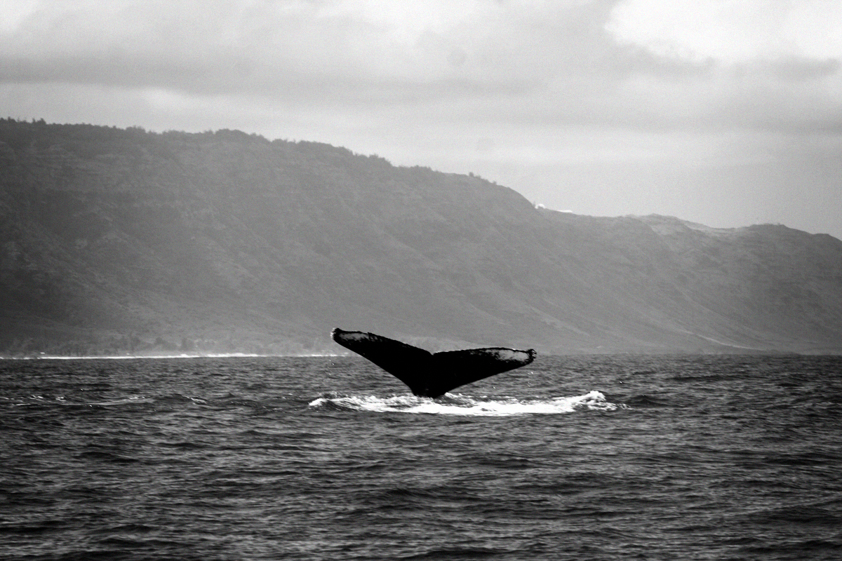 Whale season, they just love showing themselves don't they!?