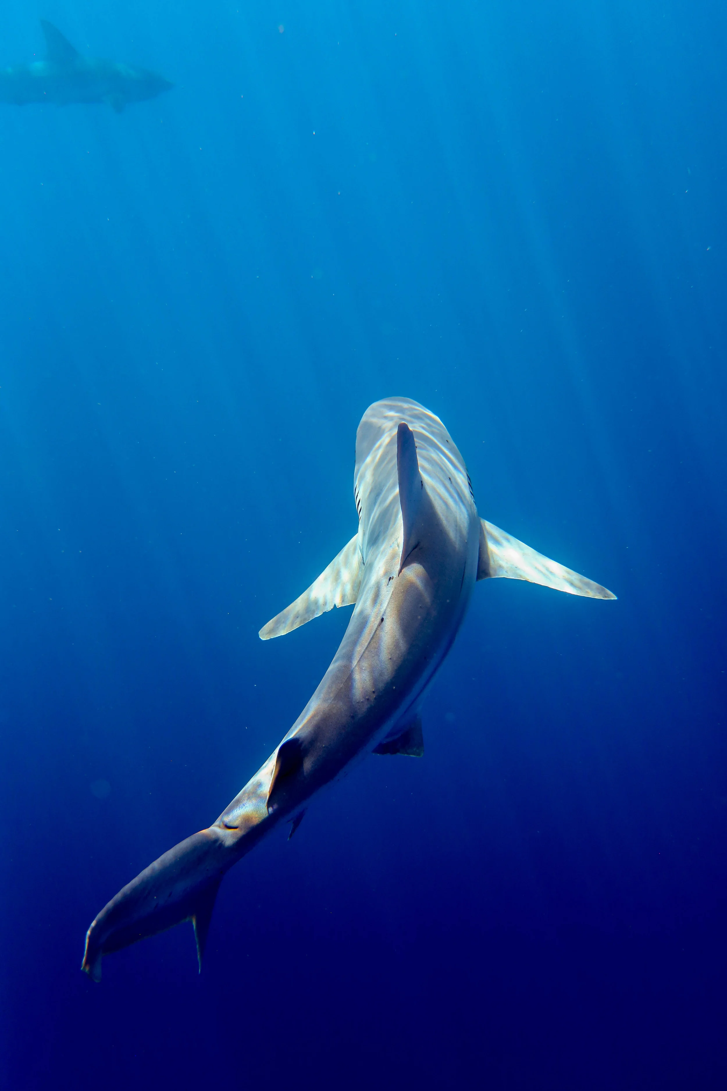 A sweet perspective of a Sandbar shark by Amber Mozo.
