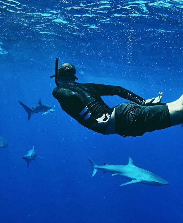 Happy Aloha Friday from your crew at #IslandviewHawaii! Hope to see you doing THIS 👆🏾👆🏾 soon! #Pelagic #Hawaii #SharkDiving