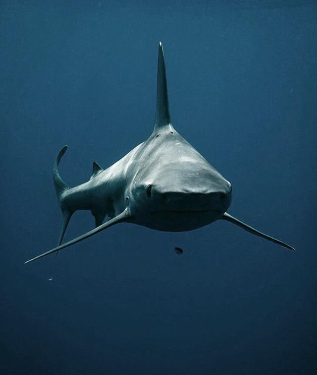 Loving this shot from @jeffrey_allee! Eye contact is intimidating, but key! #Pelagic #SharkDiving #Hawaii #IslandviewHawaii