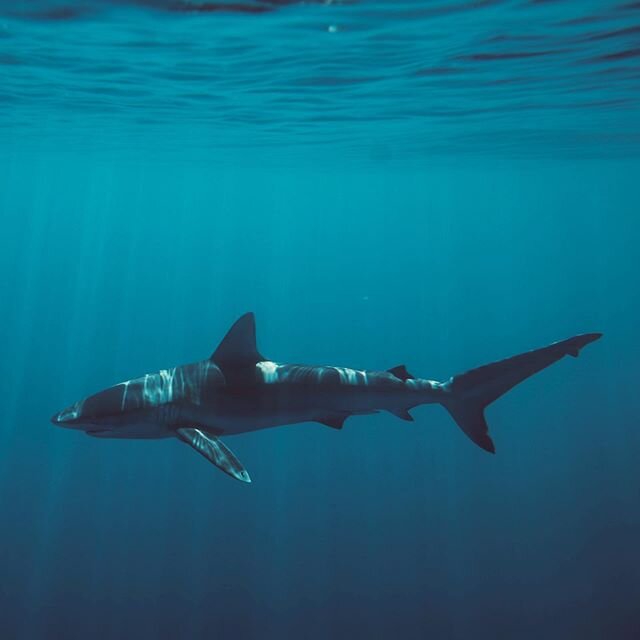 This view never gets old. 👏🏽
One of the species of sharks we have the pleasure of swimming with ... can you name it? #Pelagic #Hawaii #SharkDiving