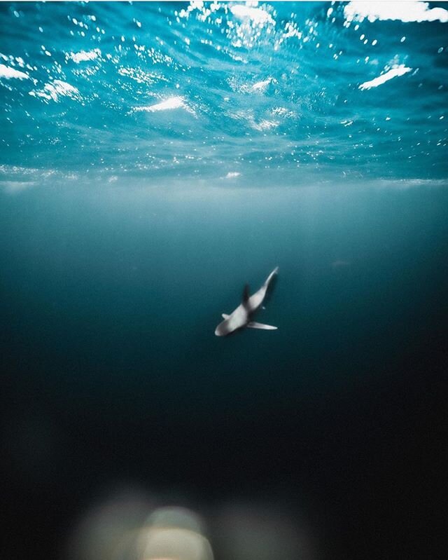Social Distancing like ...
Loving this shot from @josephyates_ #pelagic #hawaii #sharkdiving