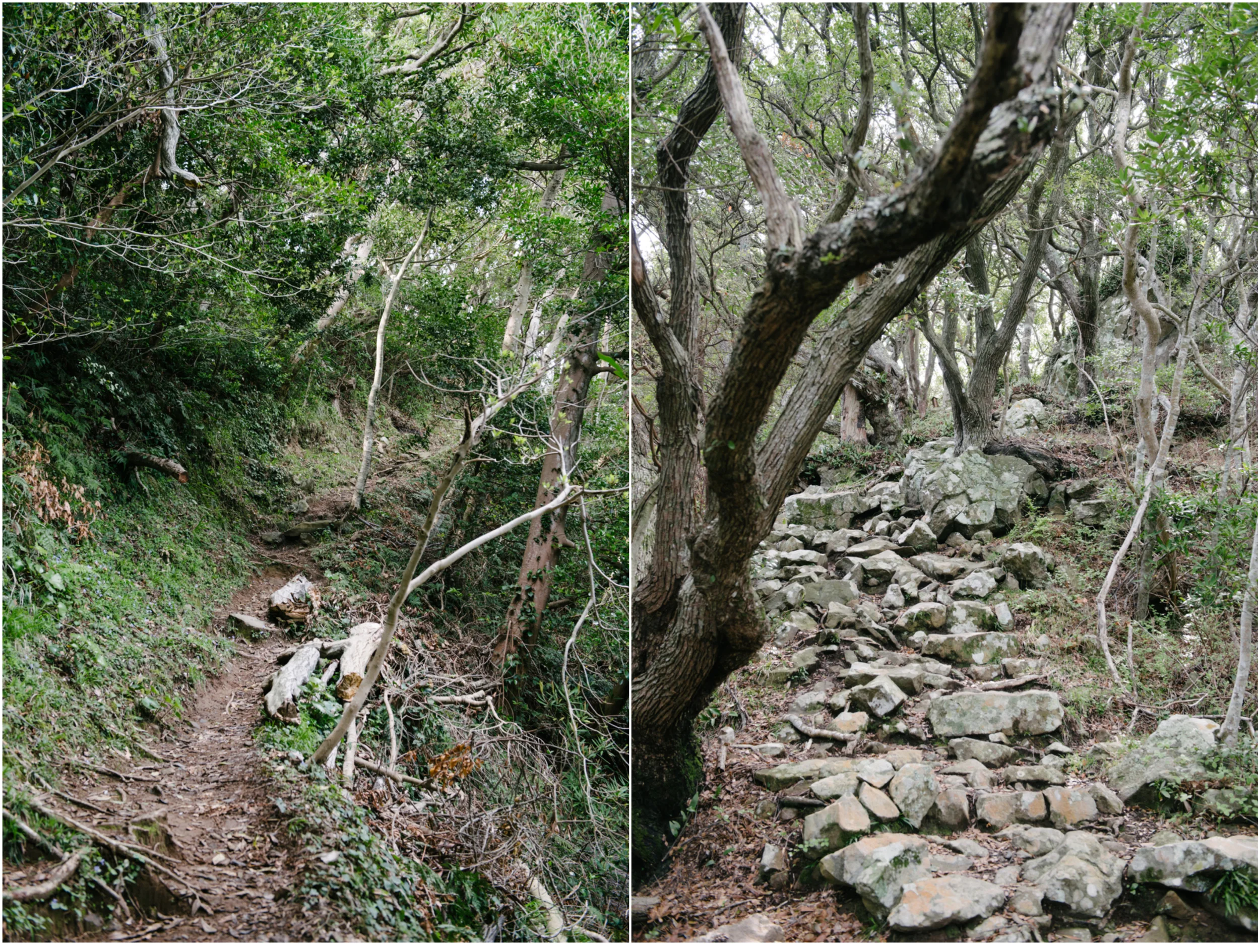 800_3724_Fotor_Collage.jpg