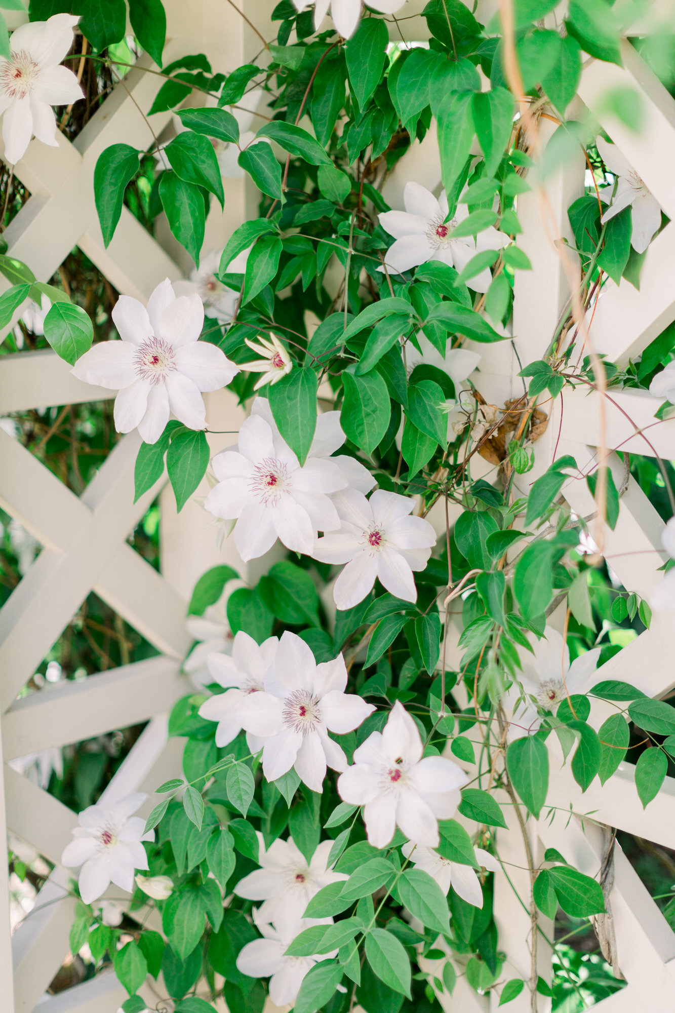 Clematis in Wisconsin for Botanical Garden Wedding _ Ebb _ Flow Flowers.jpg