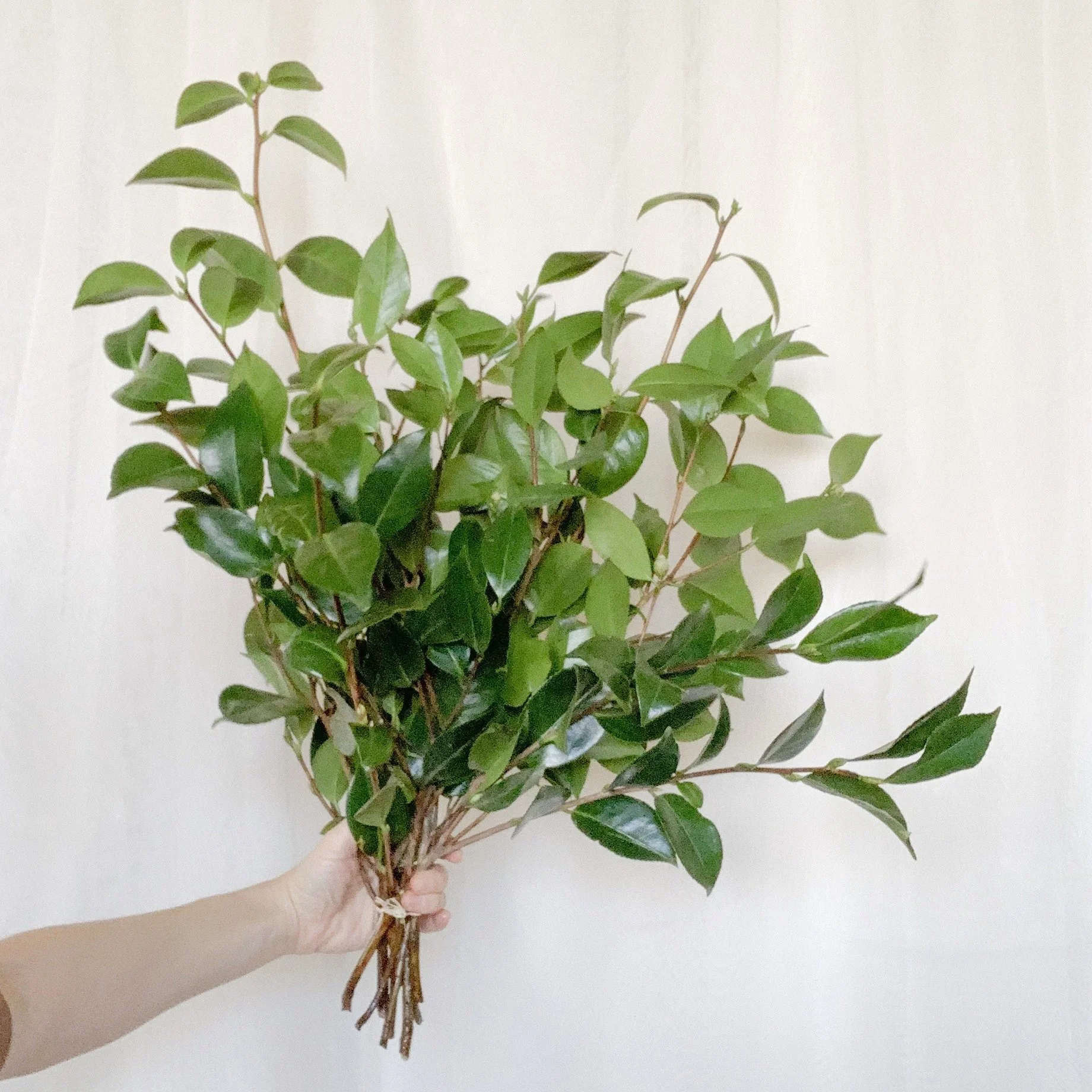 Ebb_Flow_Collection_Bulk_Greens_Camelia.jpg