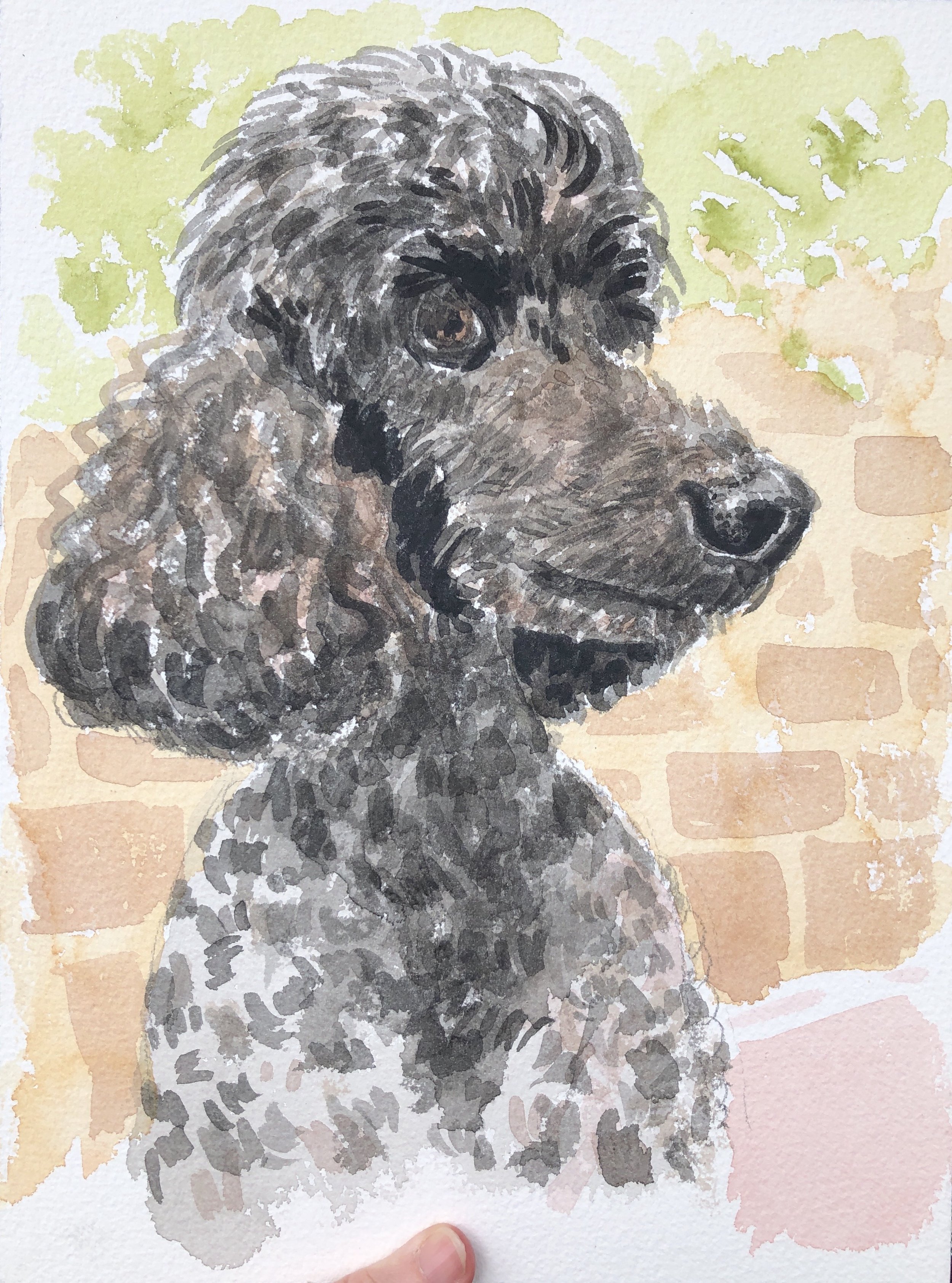 Poodle Portrait