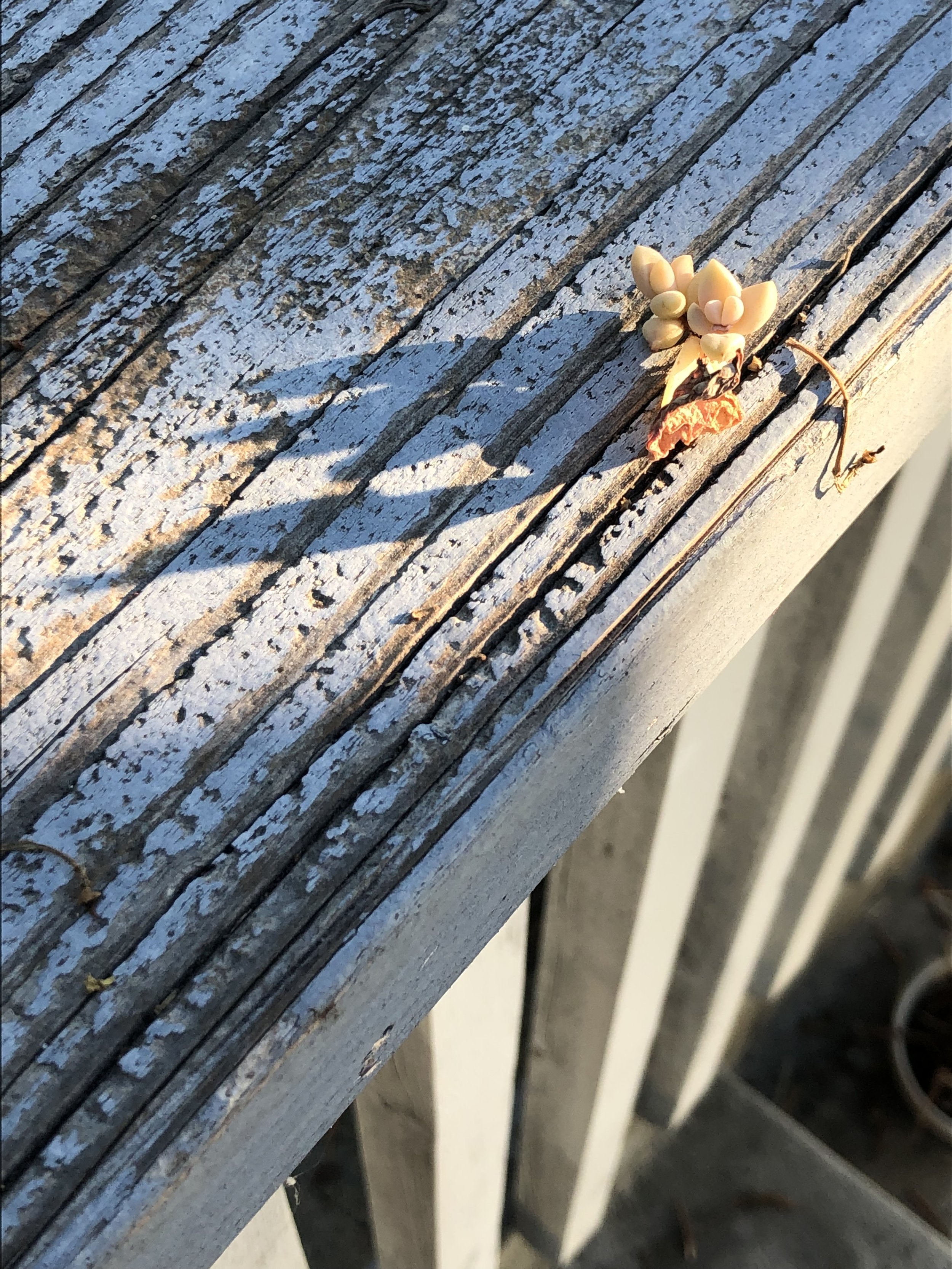 IMG_1797.jpeg