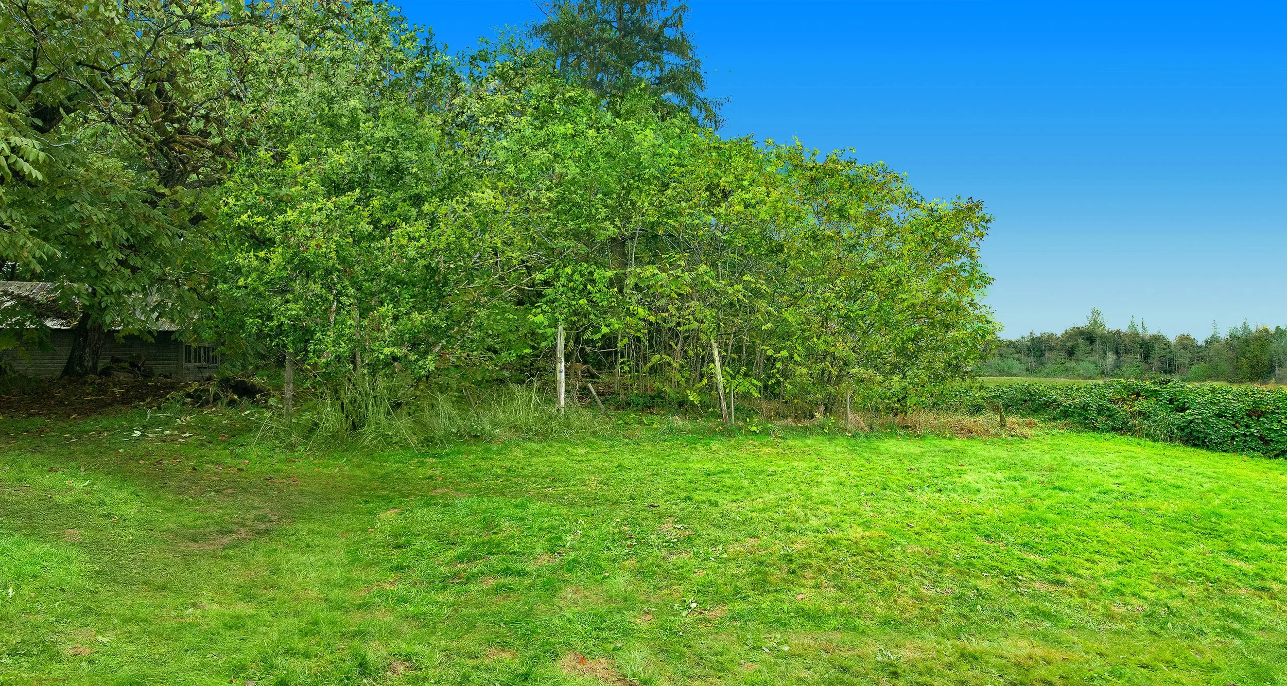 VR - Lilly's Backyard Backdrop 3.jpg