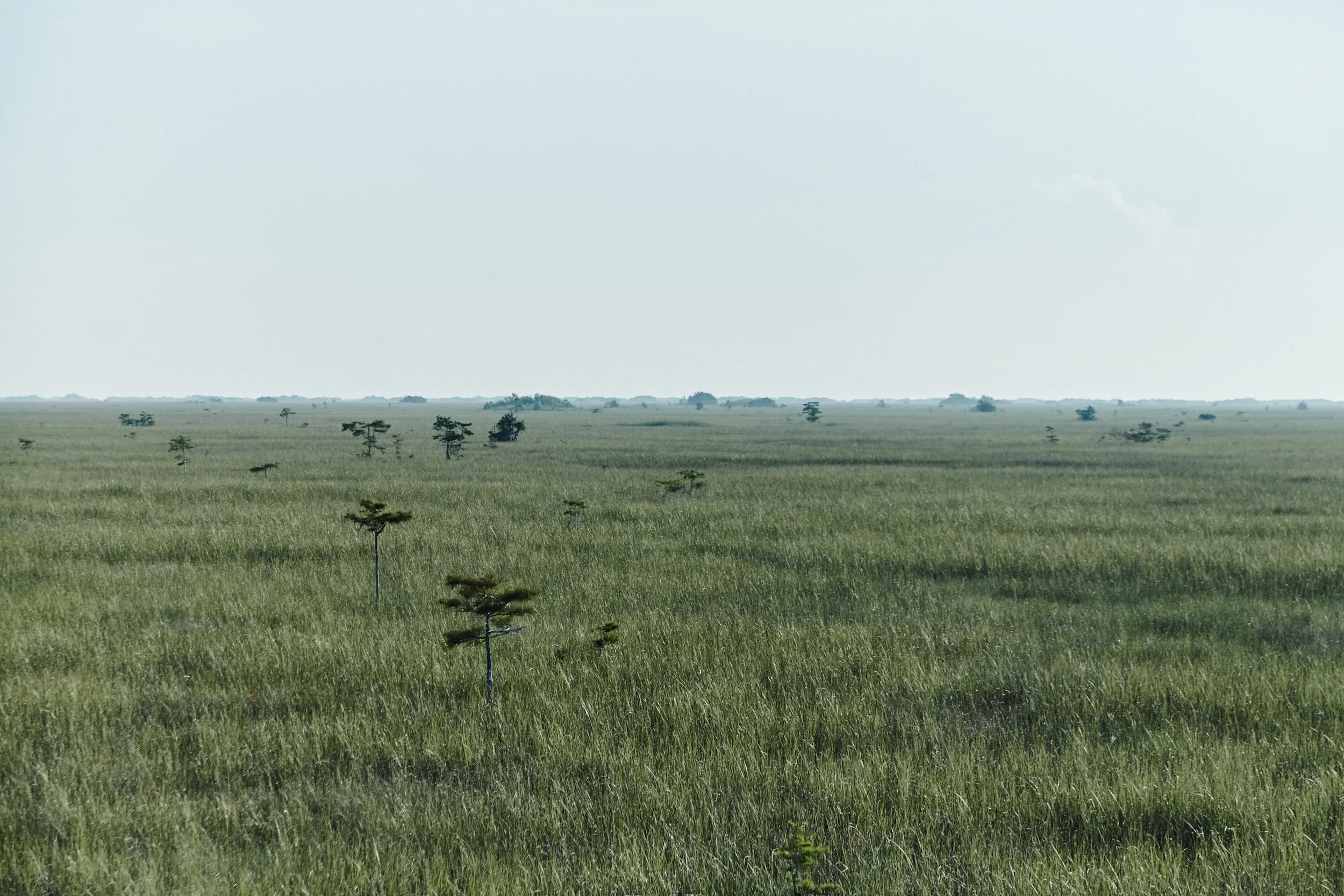 everglades4jsm.jpg