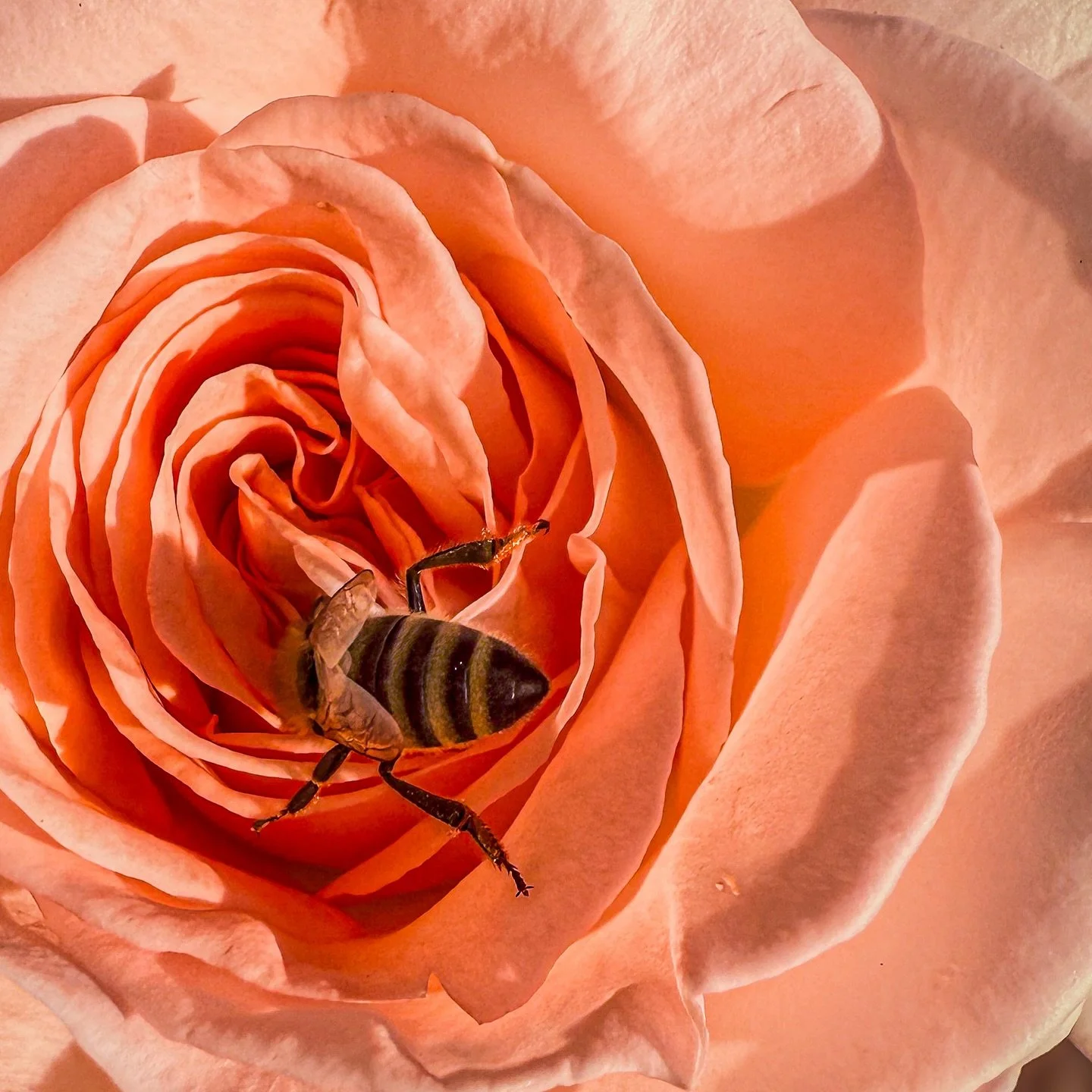 #bee #macro #rose #iphone
