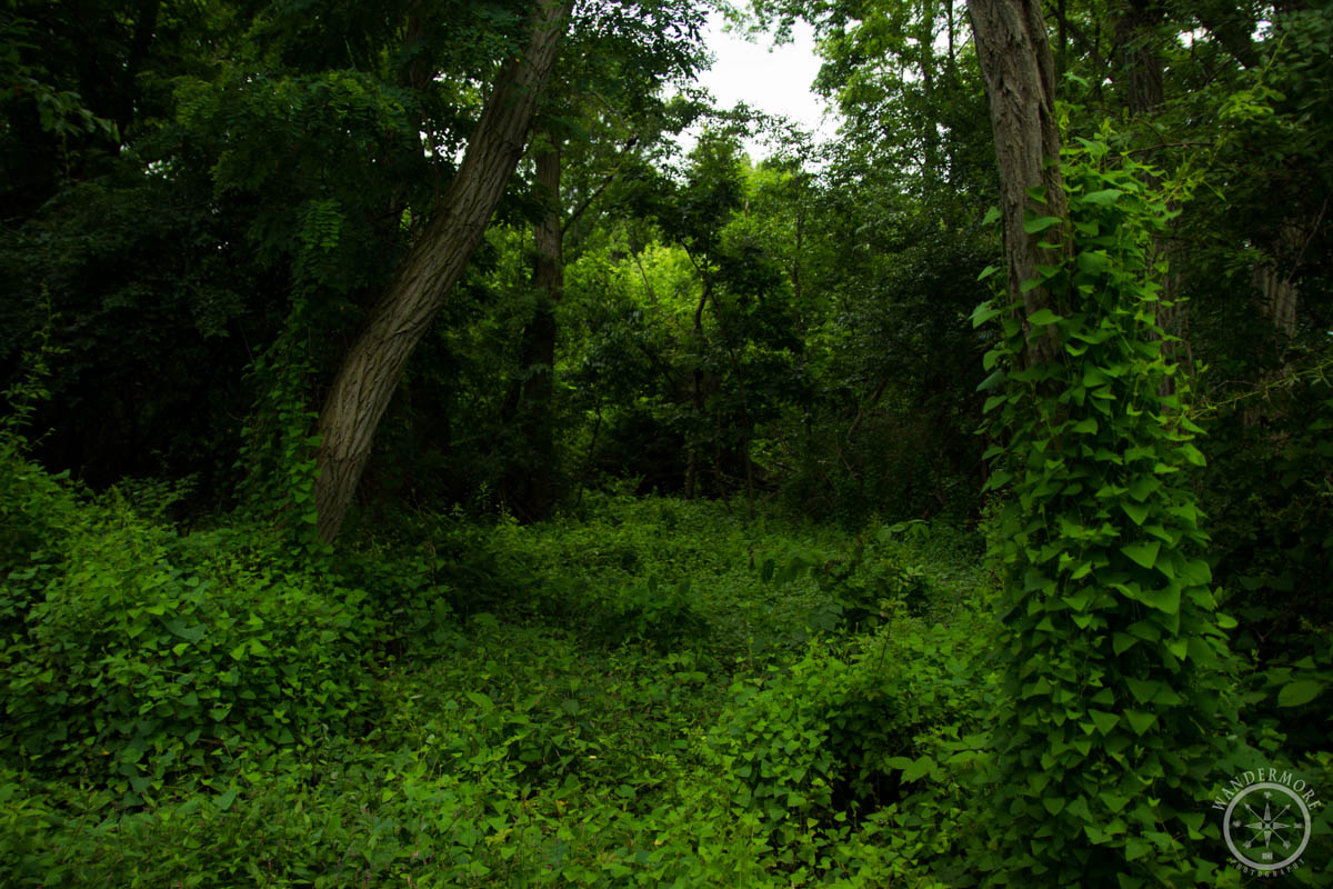 20150630-IMG_1524-6.jpg
