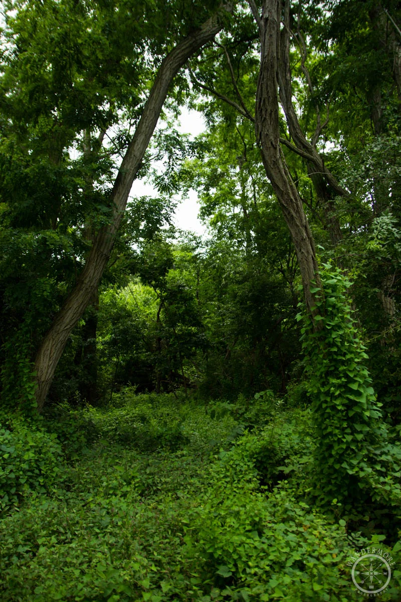 20150630-IMG_1525-7.jpg