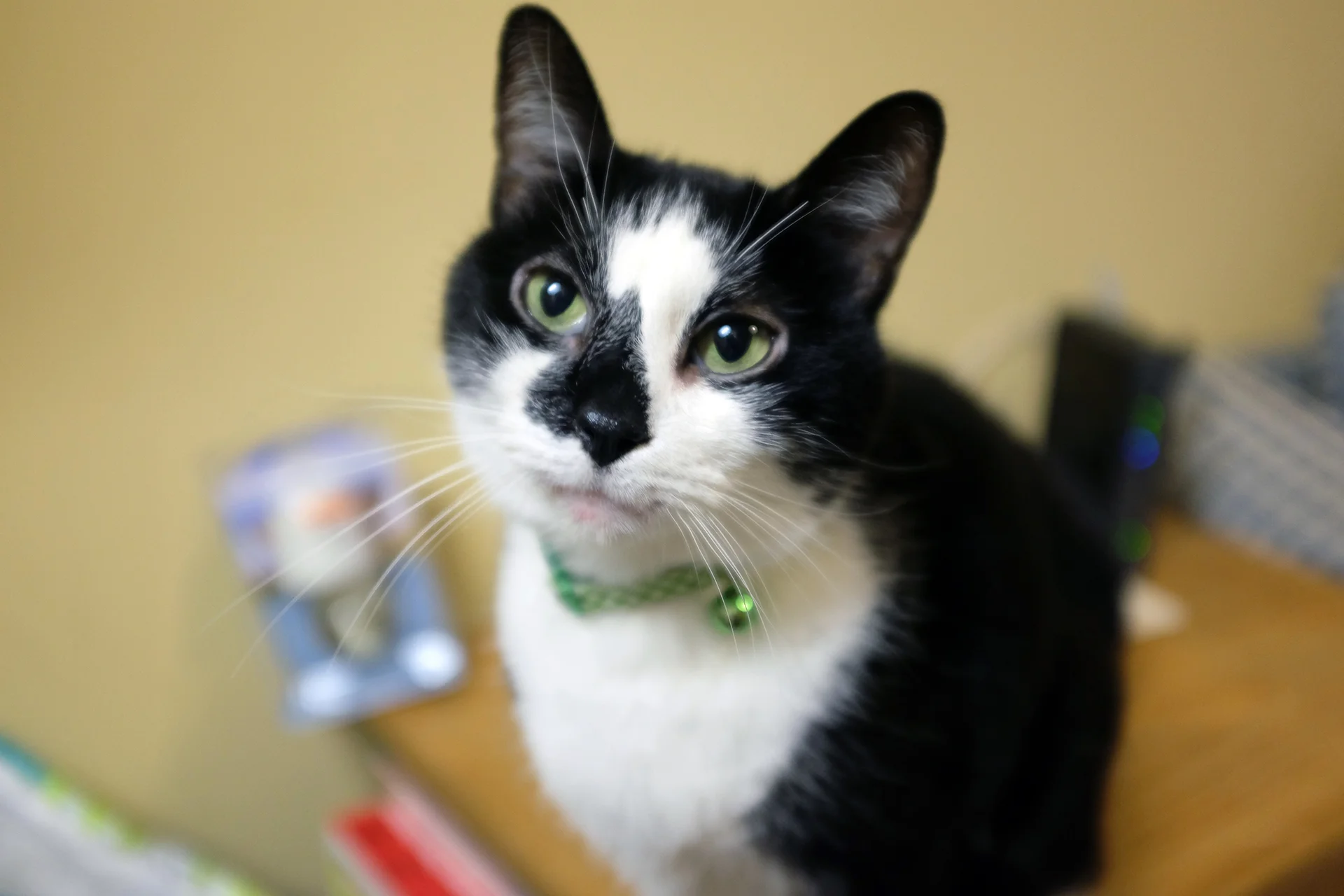 Cristian_Loza_Photography_Cat.jpg
