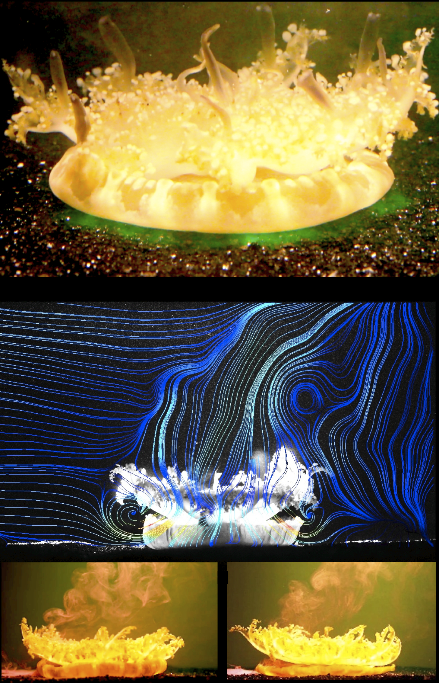 Currents Generated by Upside-Down Jellyfish