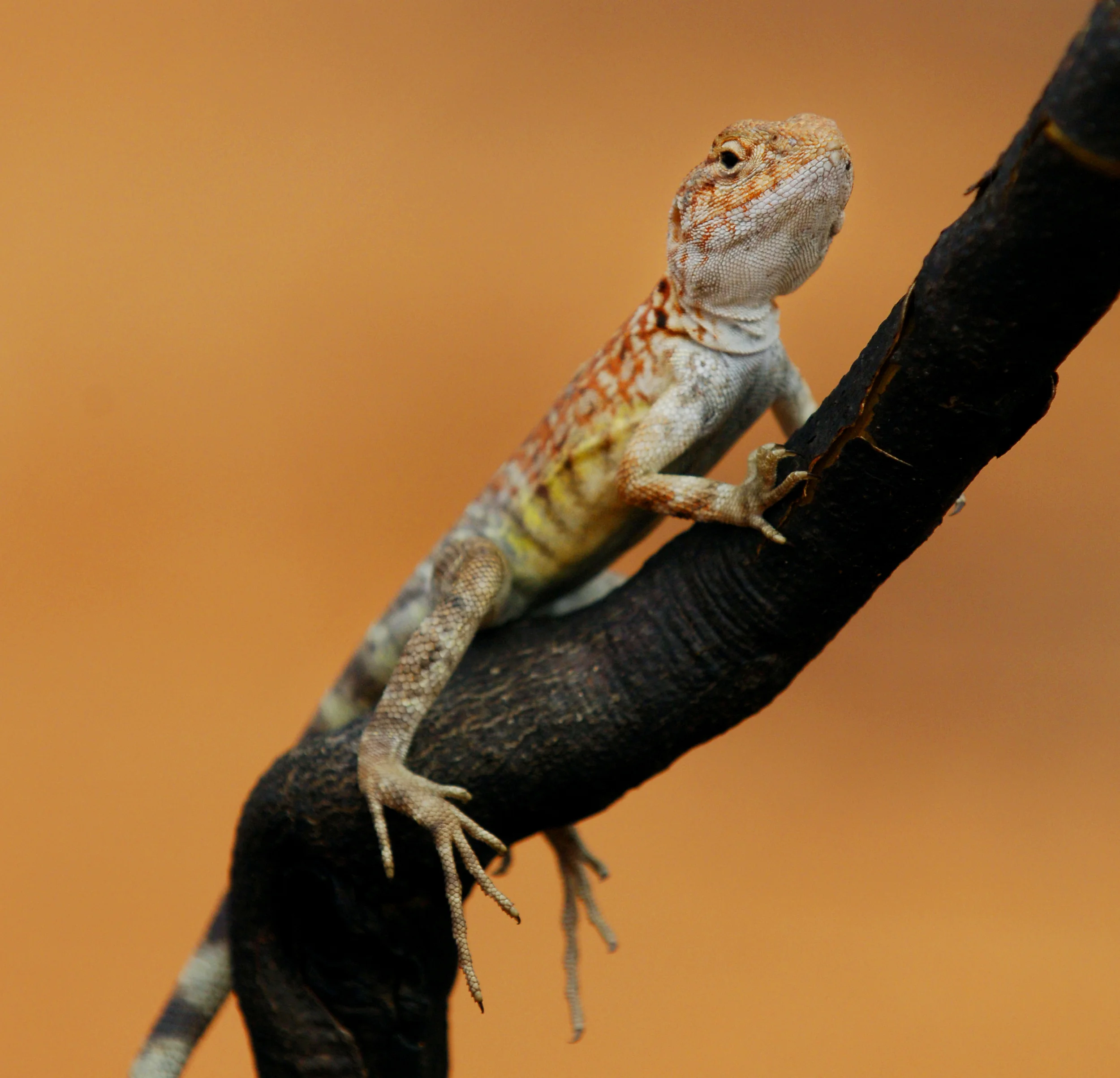 molylizard1 copy 1.jpg