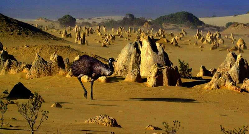 ML_2_EMU News Ltd Copyright.jpg