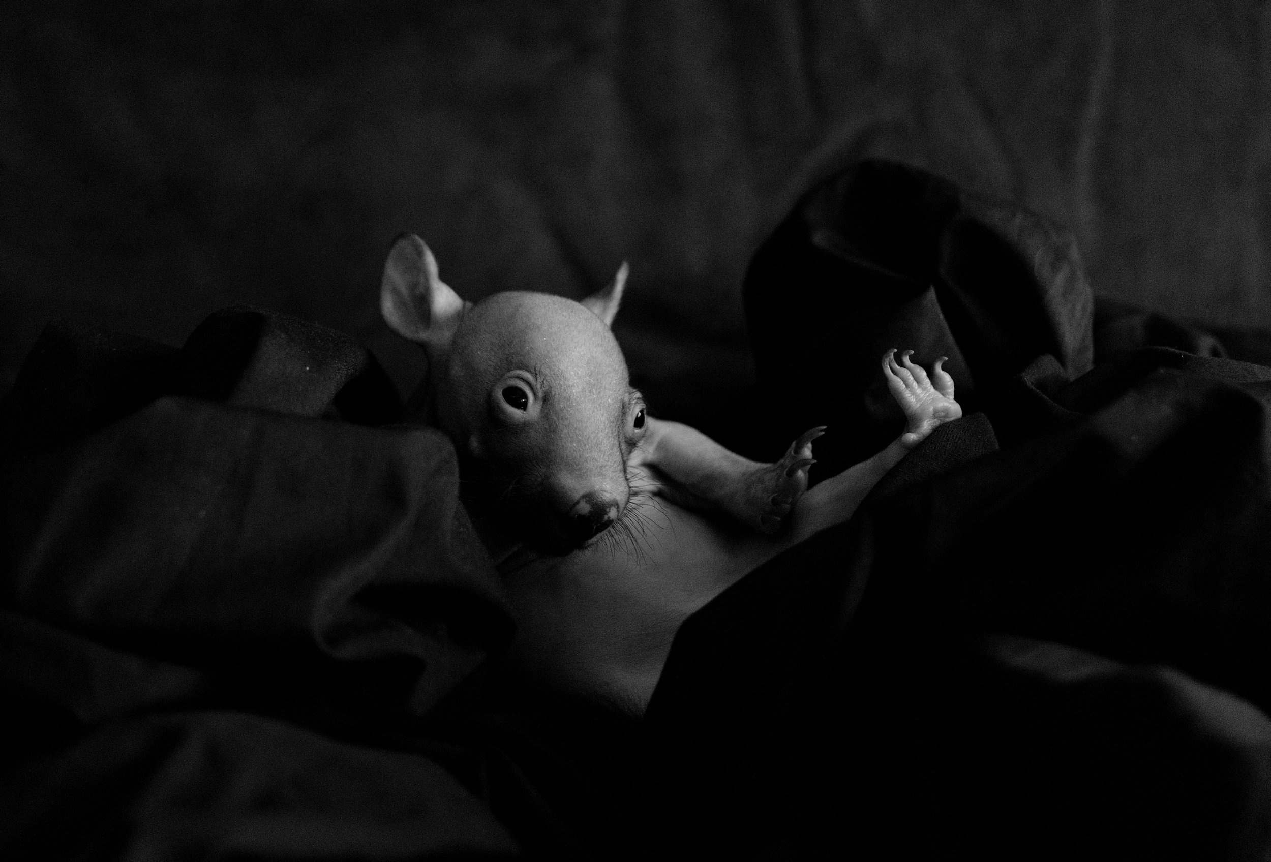 baby wombat portrait DSCF2551 instagram copy.jpg